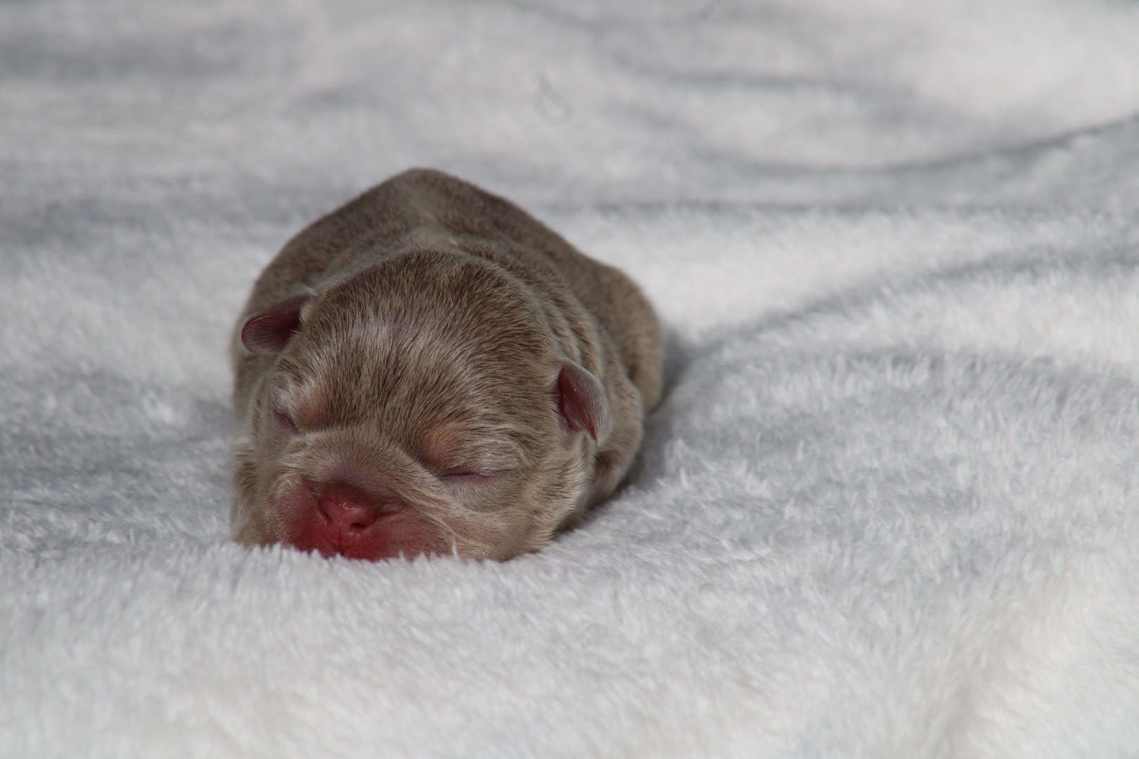 Chiot femelle bouledogue français exotique isabella tan à vendre