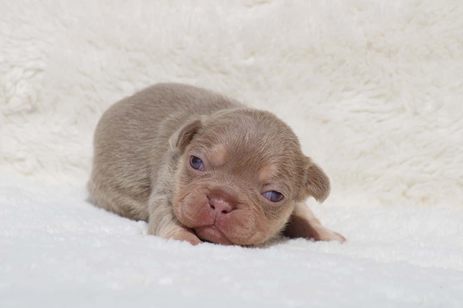 Chiot femelle bouledogue français exotique isabella tan à vendre