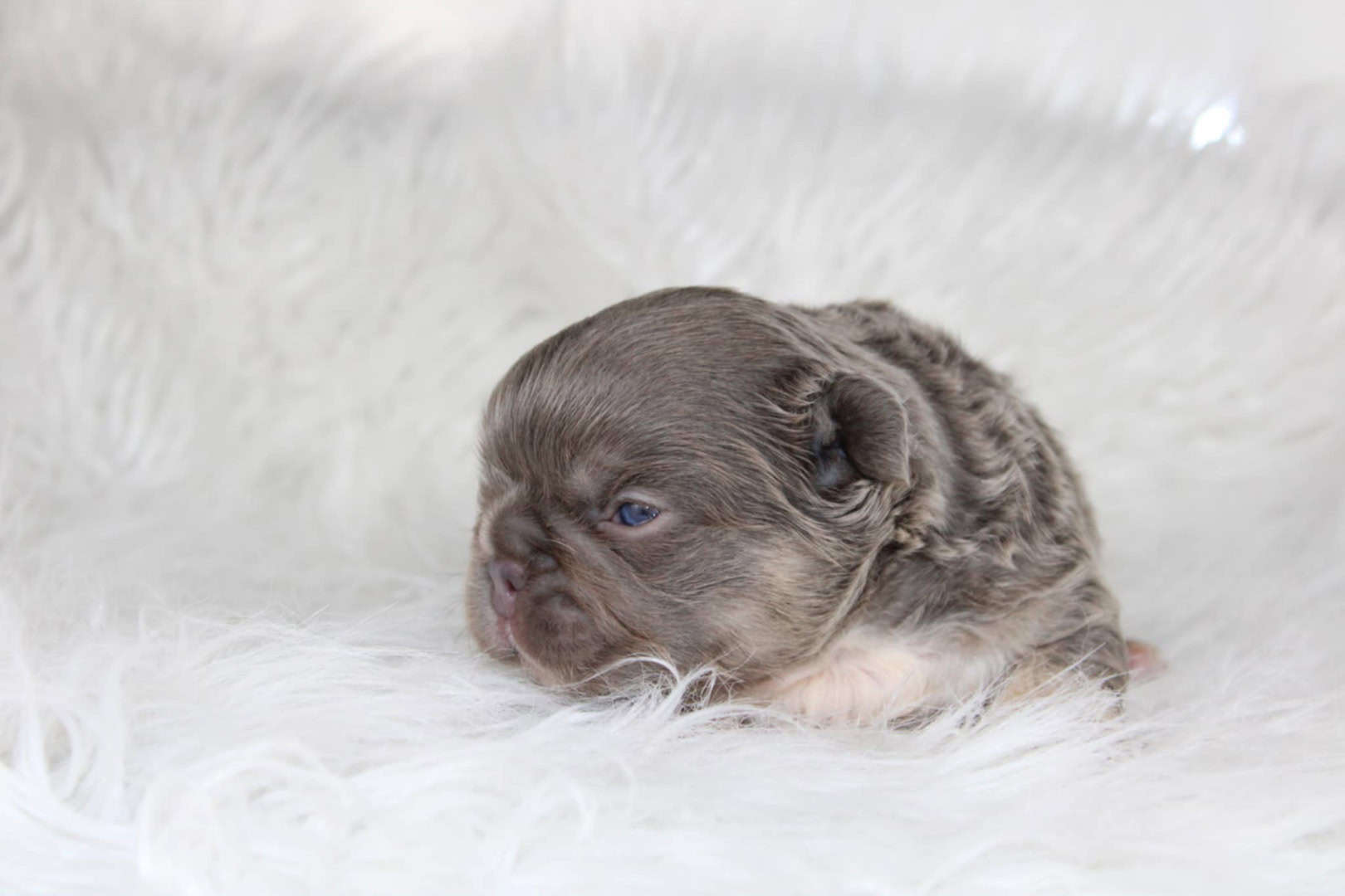 Chiot mâle bouledogue français exotique lilac tan aux yeux bleu-vert à vendre