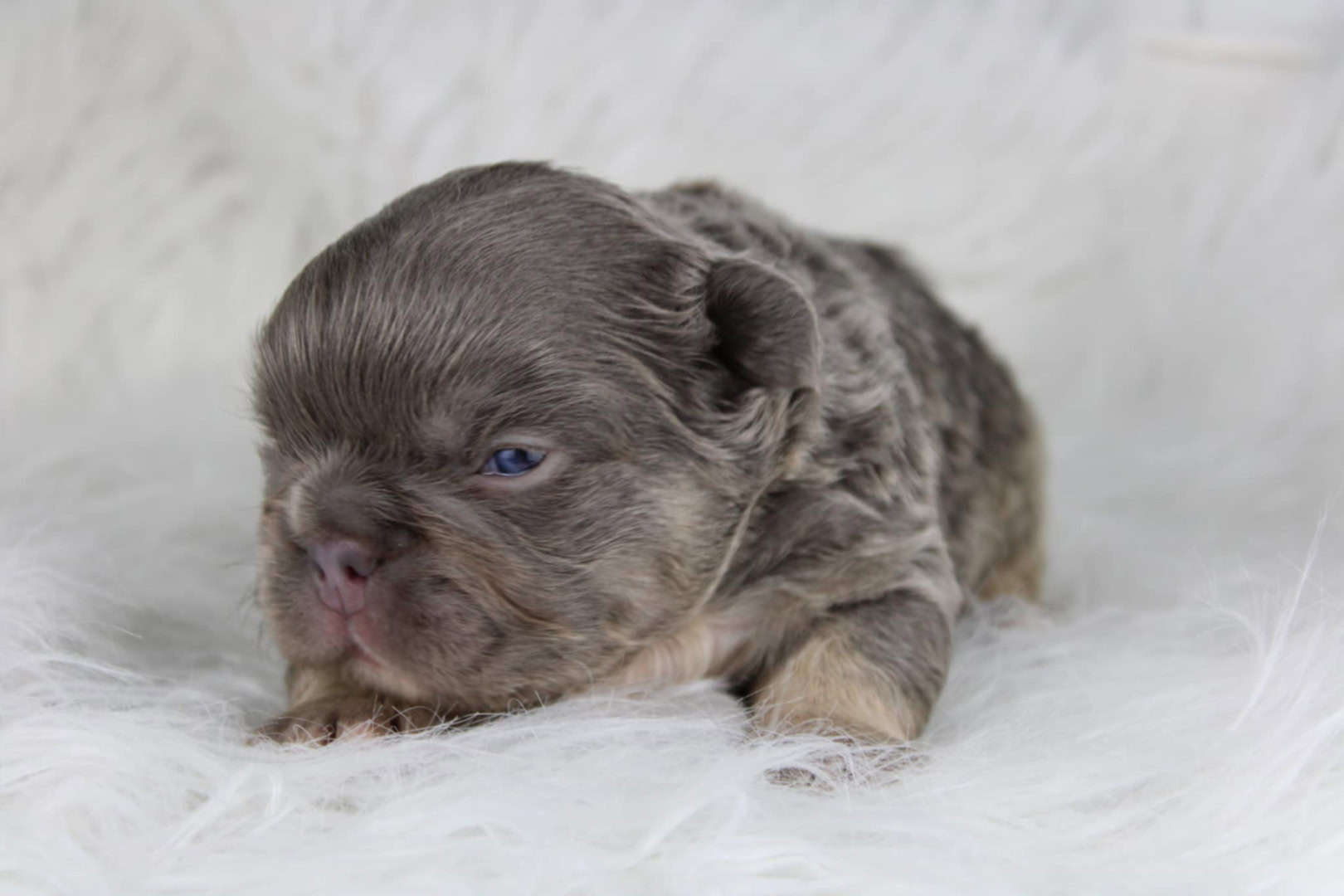 Chiot mâle bouledogue français exotique lilac tan aux yeux bleu-vert à vendre