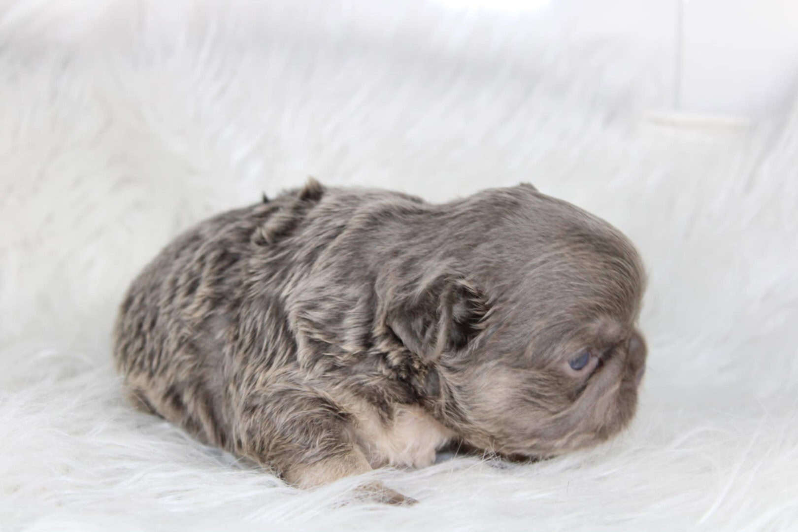 Chiot mâle bouledogue français exotique lilac tan aux yeux bleu-vert à vendre