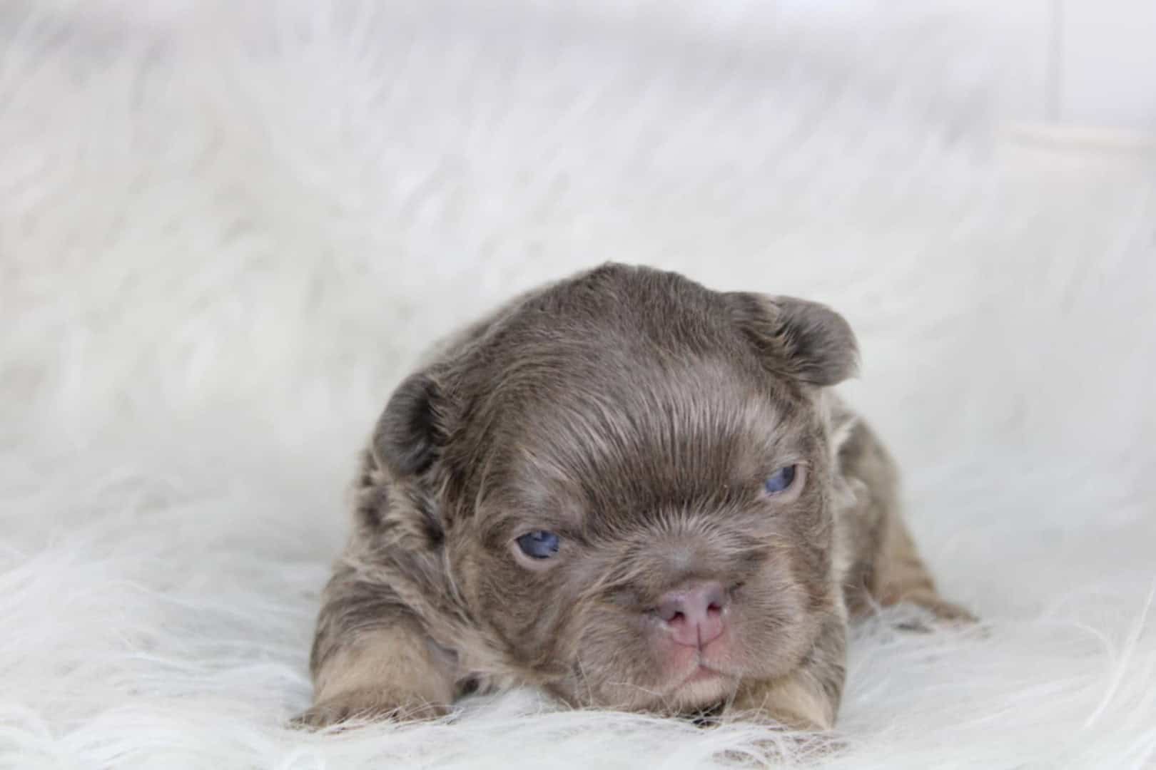 Chiot mâle bouledogue français exotique lilac tan aux yeux bleu-vert à vendre