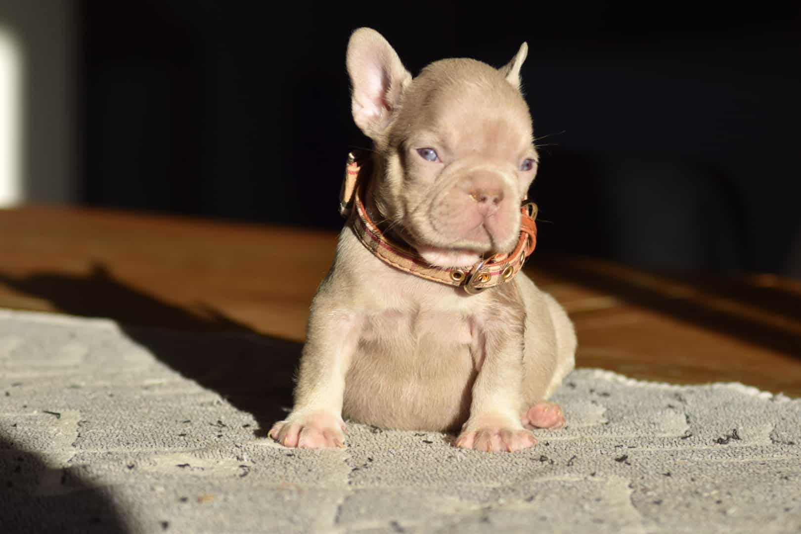 Chiot mâle bouledogue français exotique isabella tan new shade frenchie french bulldog