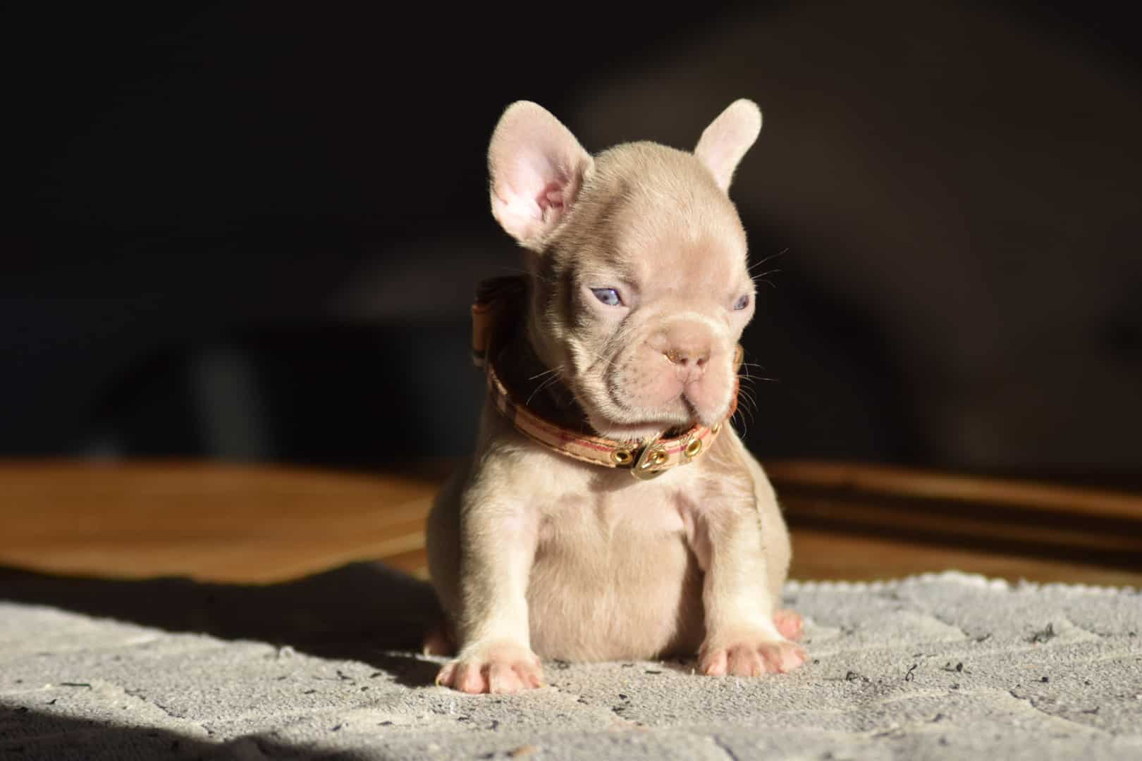 Chiot mâle bouledogue français exotique isabella tan new shade frenchie french bulldog