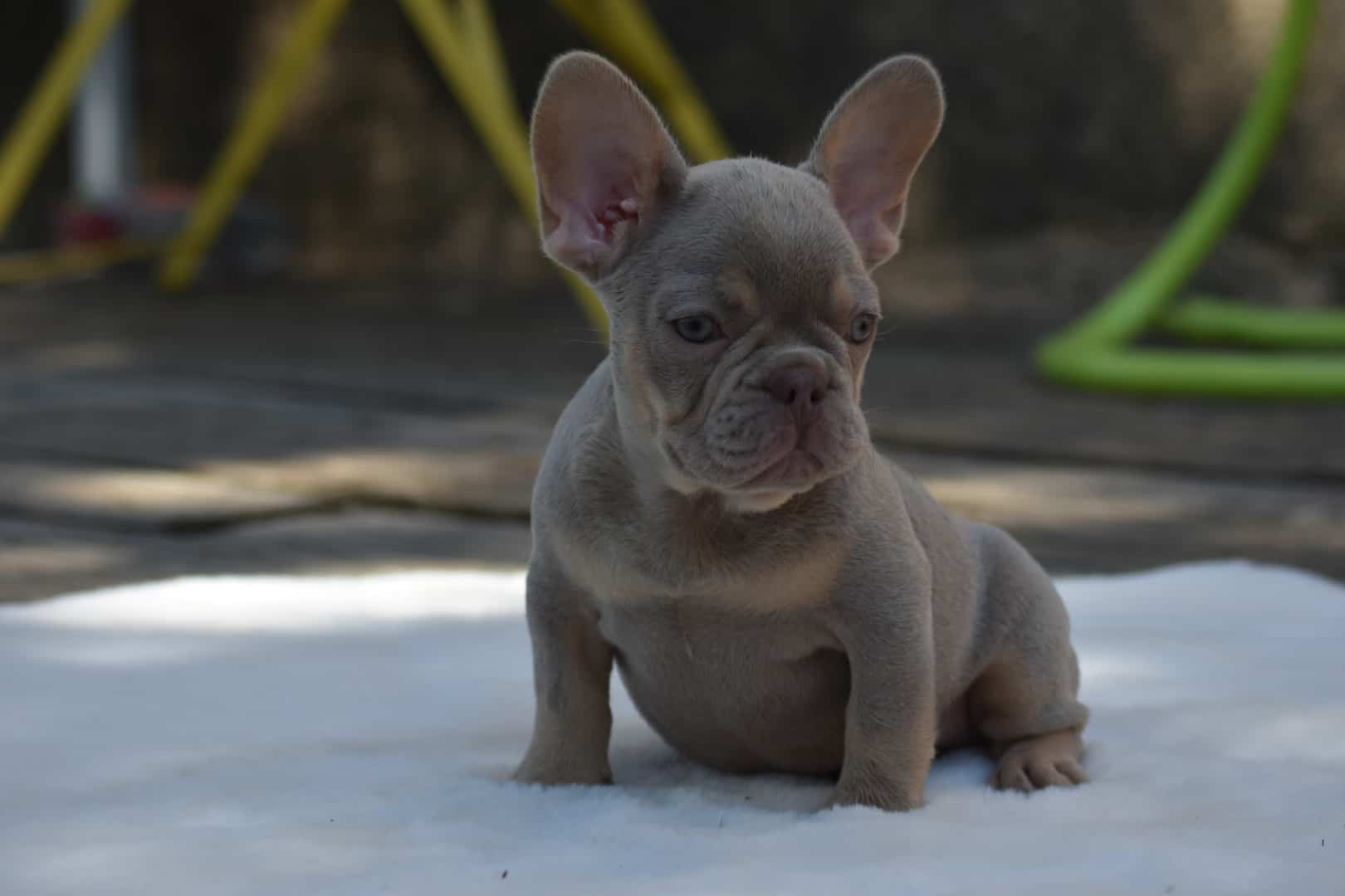 Mâle chiot male bouledogue français exotique isabella tan new shade puppy french bulldog frenchie