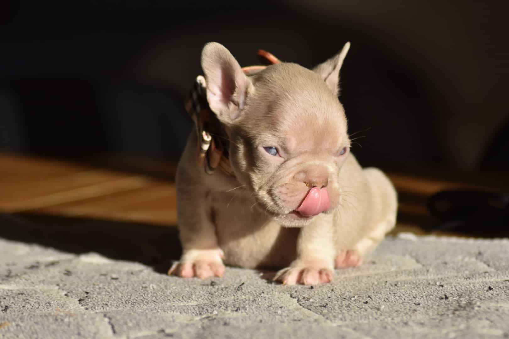 Chiot mâle bouledogue français exotique isabella tan new shade french bulldog frenchie
