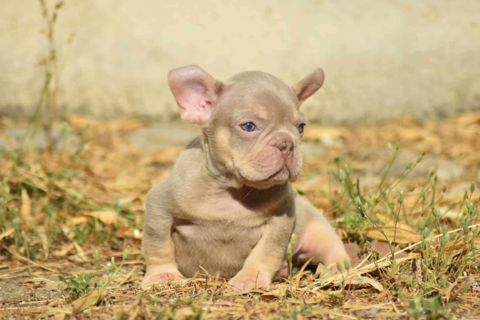 Chiot mâle bouledogue français exotique isabella tan new shade french bulldog frenchie exotic aux yeux verts