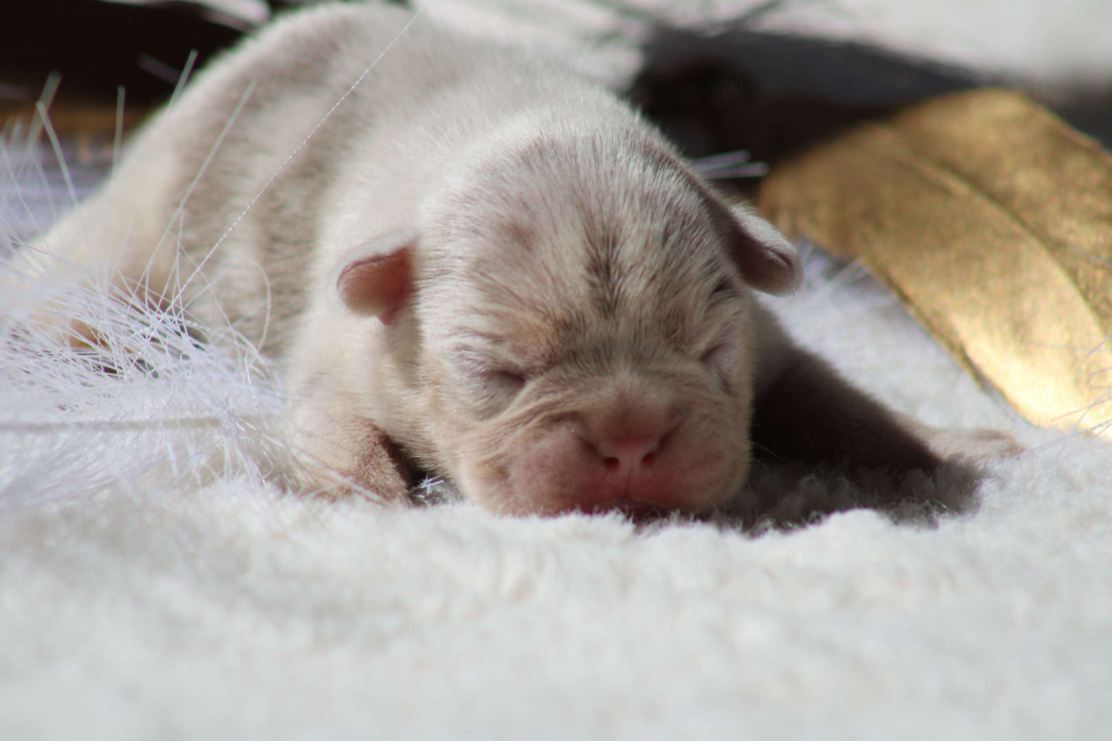 Chiot femelle bouledogue français exotique isabella merle tan à vendre