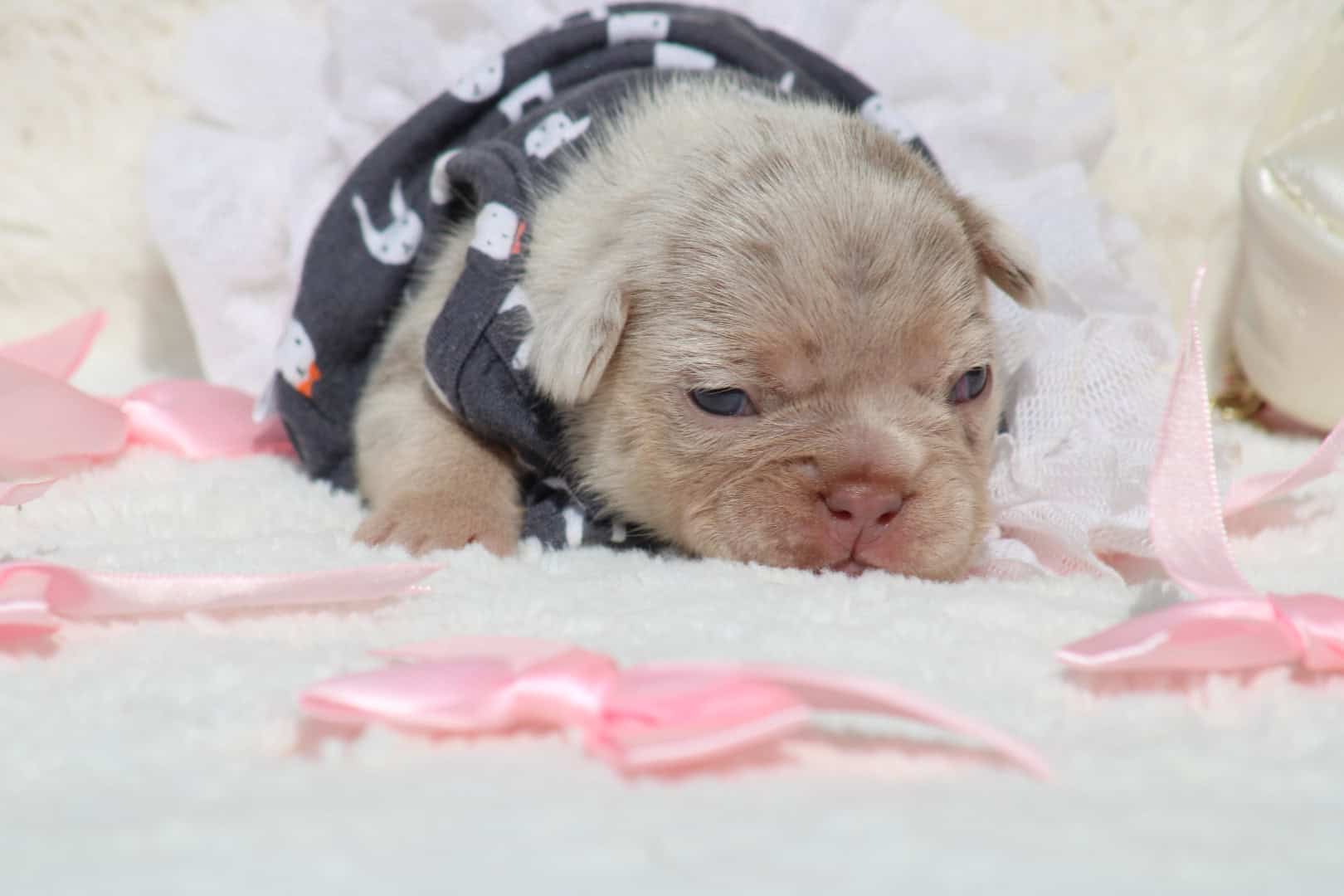 Chiot femelle bouledogue français exotique isabella merle tan à vendre