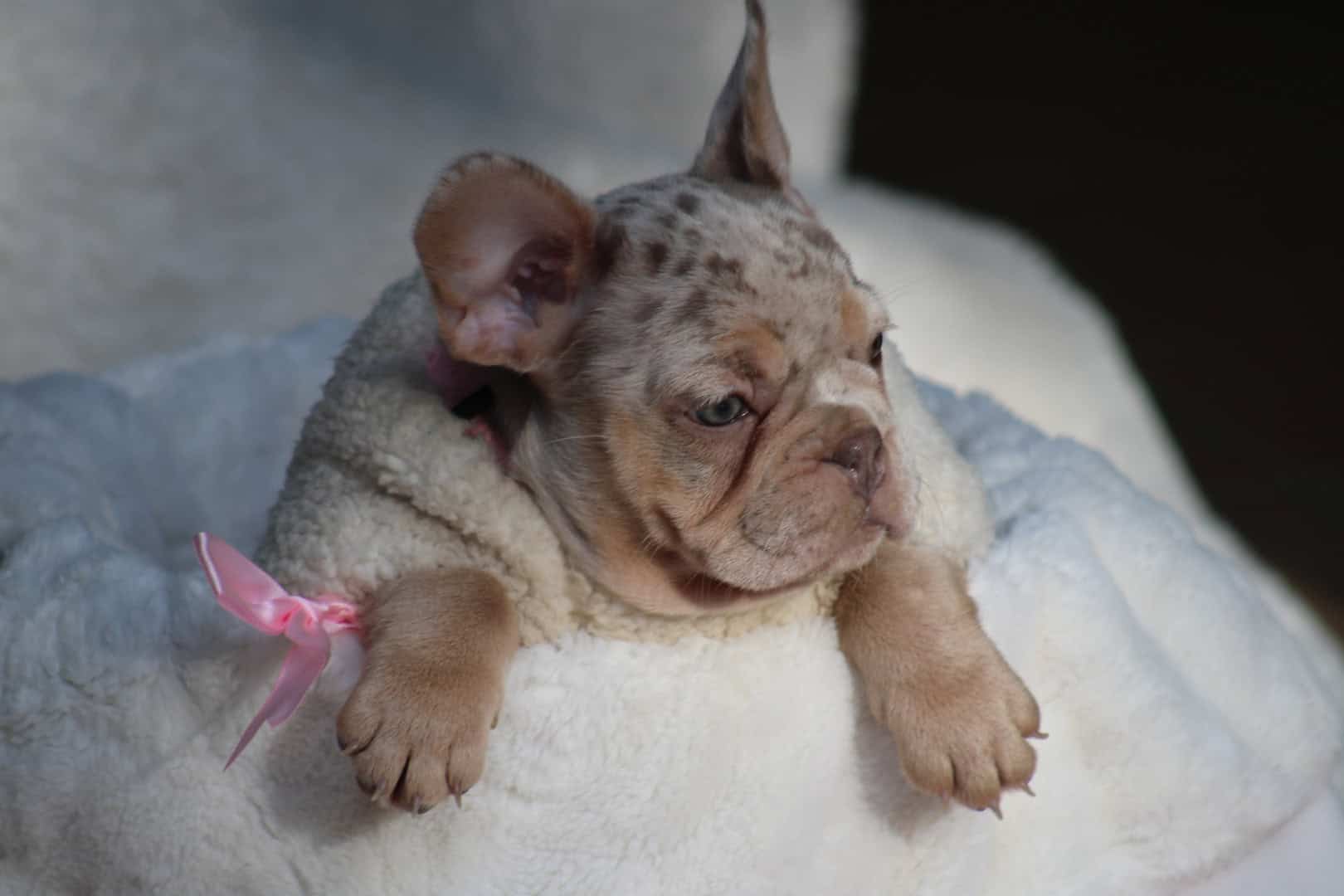 Chiot femelle bouledogue français exotique isabella merle tan à vendre