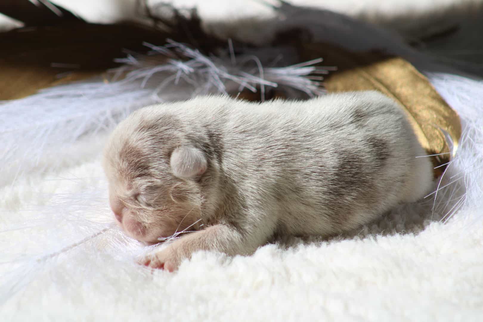 Chiot femelle bouledogue français exotique isabella merle tan à vendre