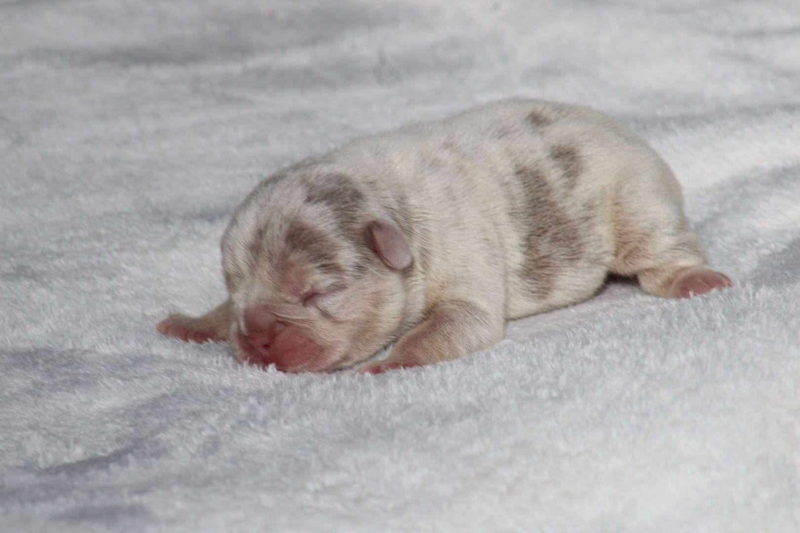 Chiot femelle bouledogue français exotique isabella merle tan à vendre