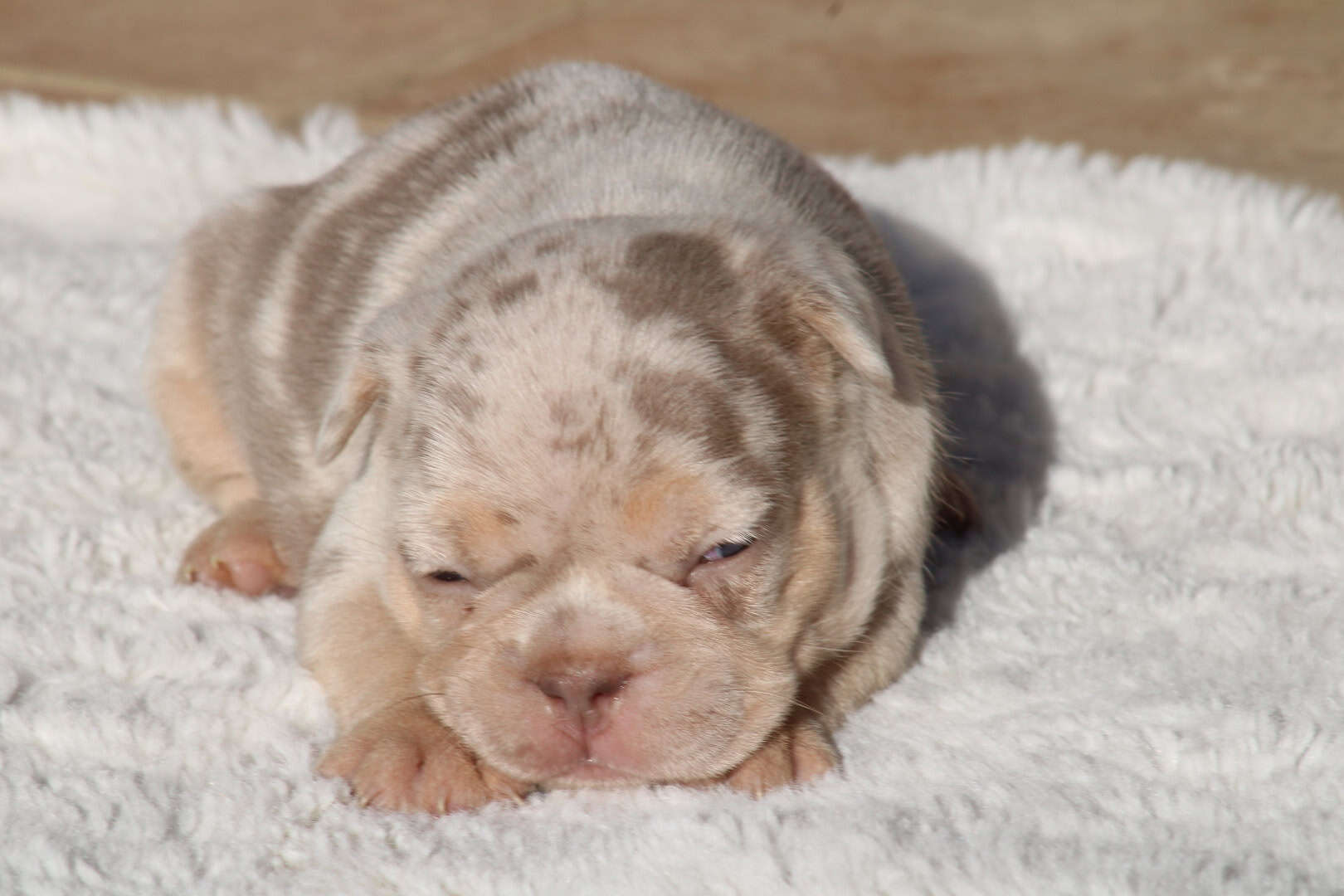 Chiot femelle bouledogue français exotique isabella merle tan à vendre