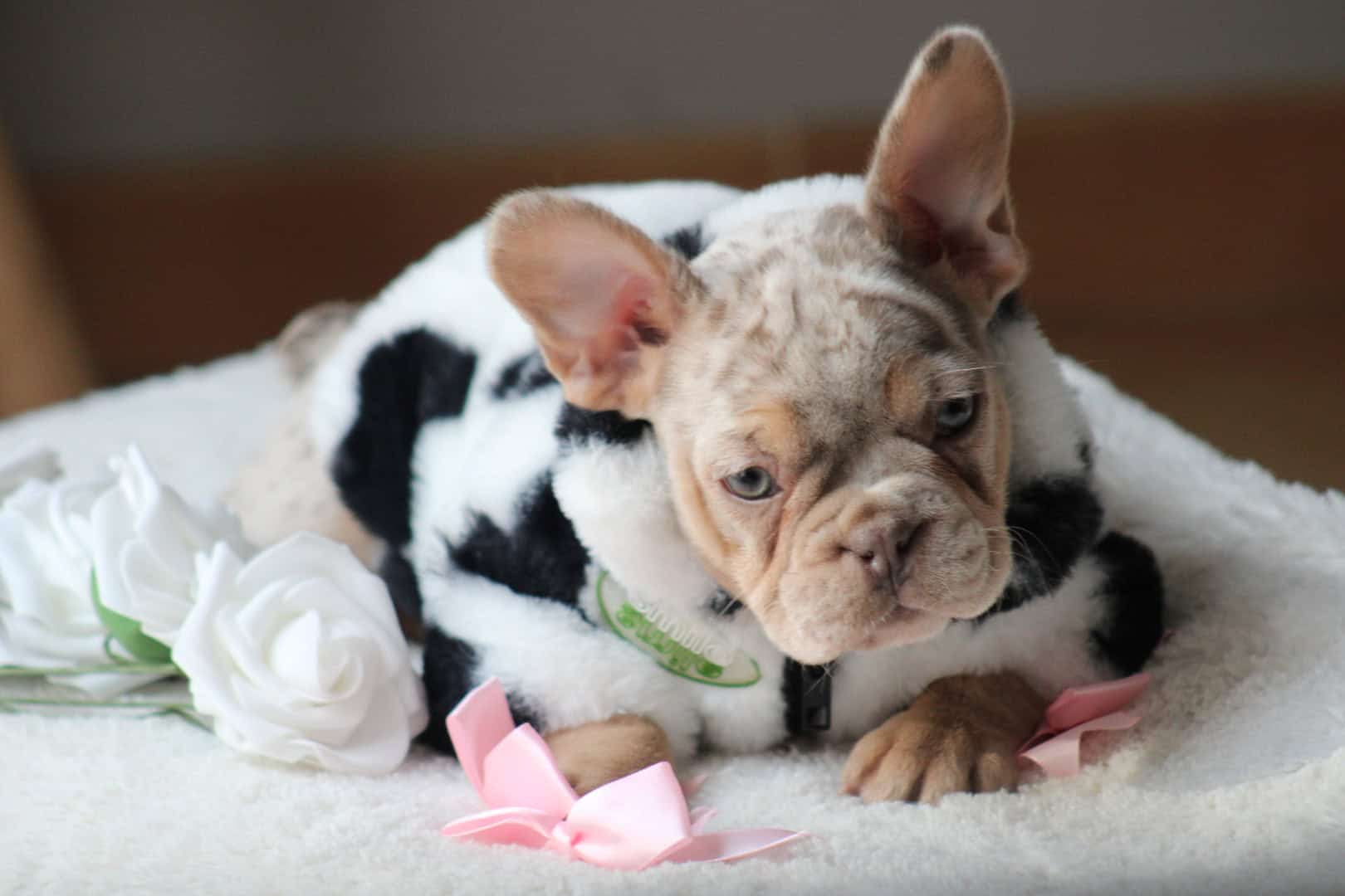 Chiot femelle bouledogue français exotique isabella merle tan à vendre