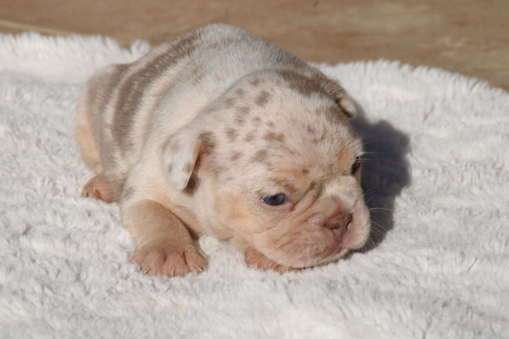 Chiot femelle bouledogue français exotique isabella merle tan à vendre