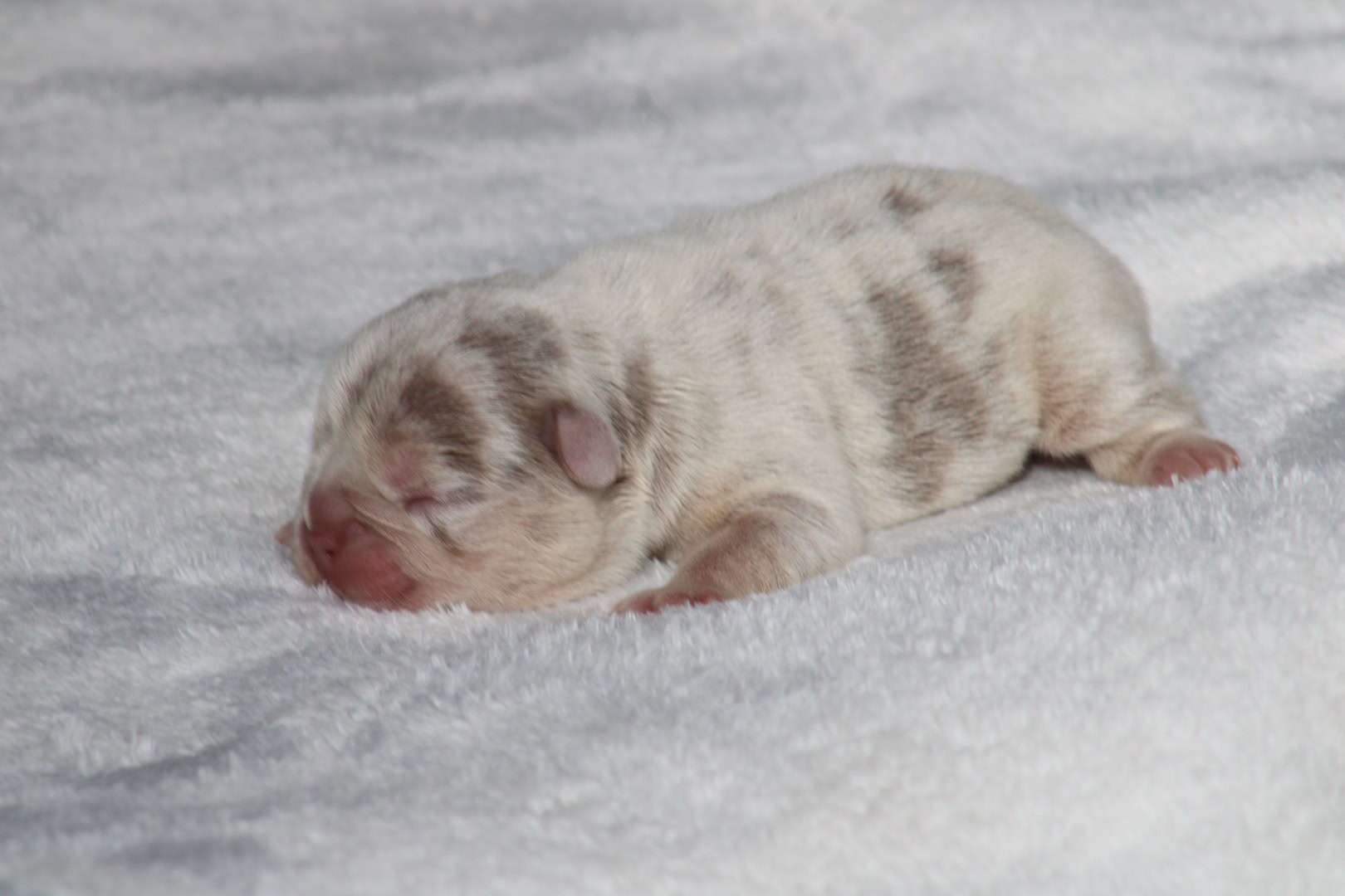 Chiot femelle bouledogue français exotique isabella merle tan à vendre