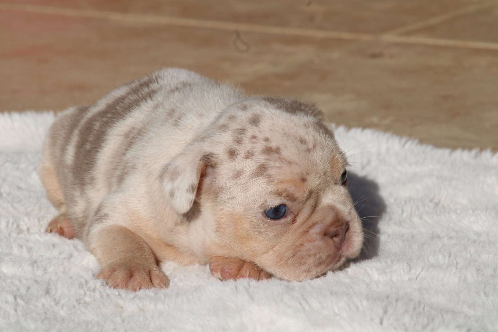 Chiot femelle bouledogue français exotique isabella merle tan à vendre