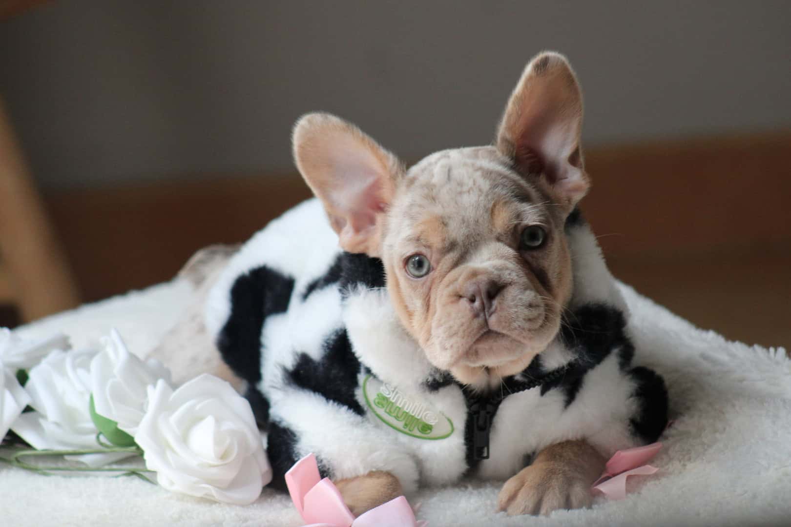 Chiot femelle bouledogue français exotique isabella merle tan à vendre