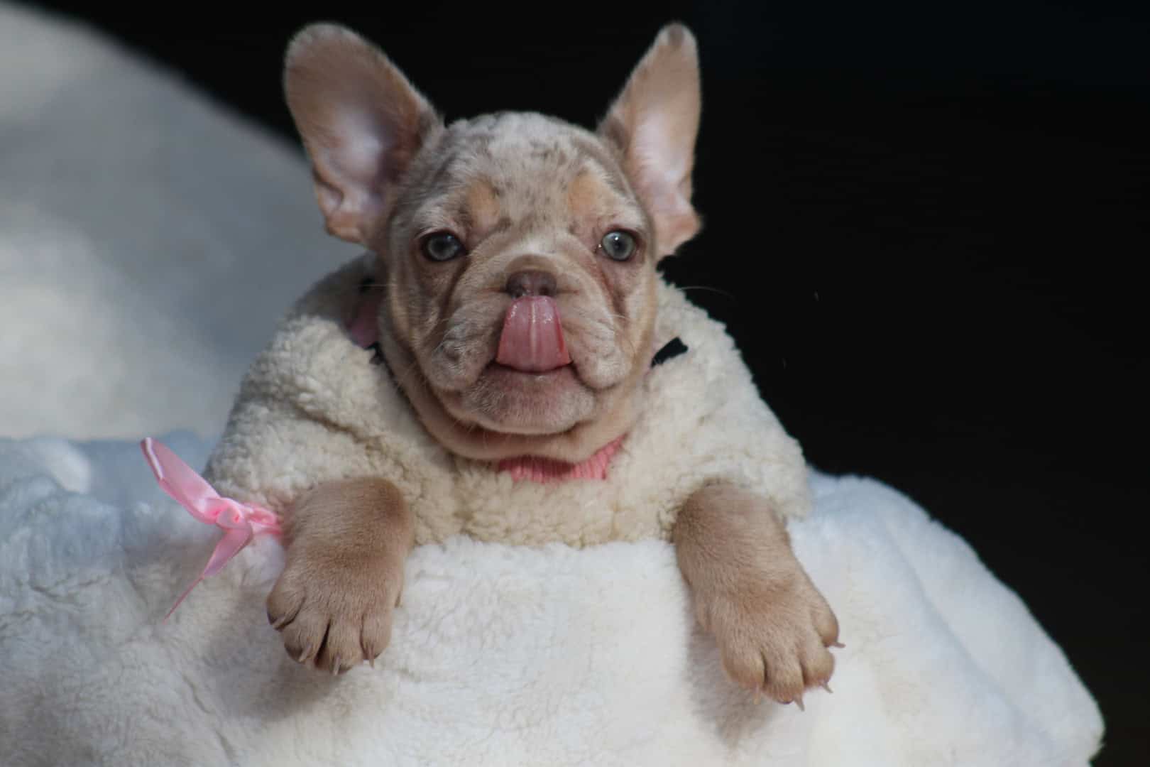 Chiot femelle bouledogue français exotique isabella merle tan à vendre