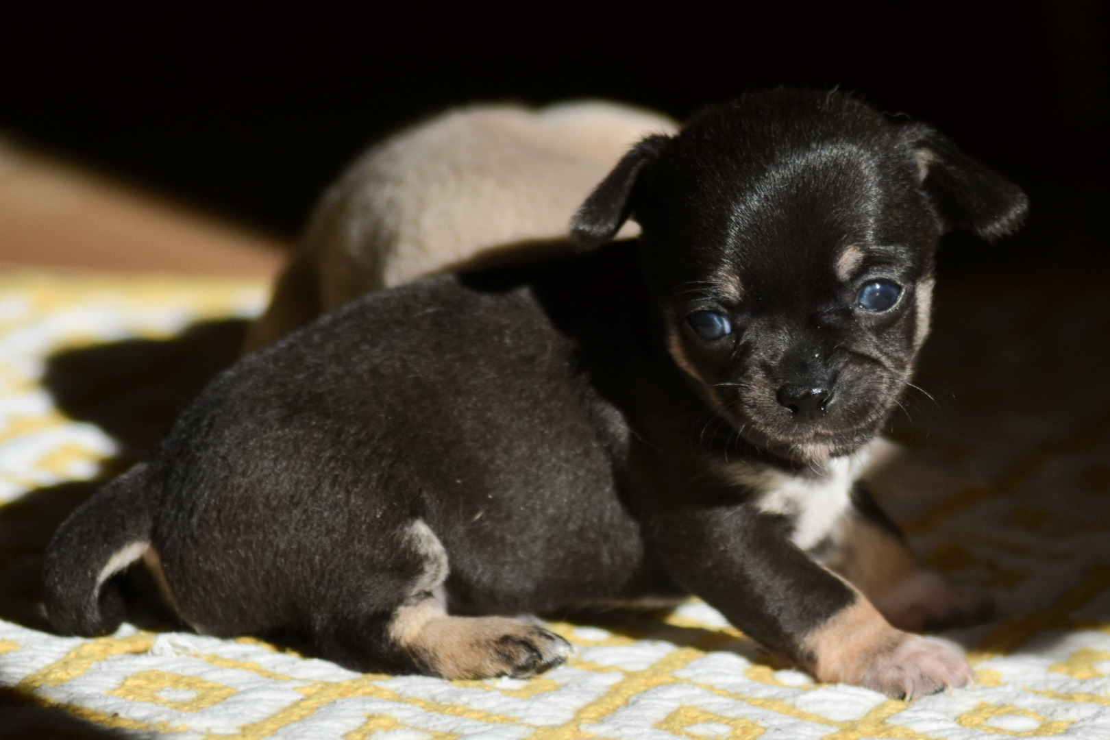 Chiot mâle chihuahua exotique black tan short nose puppy