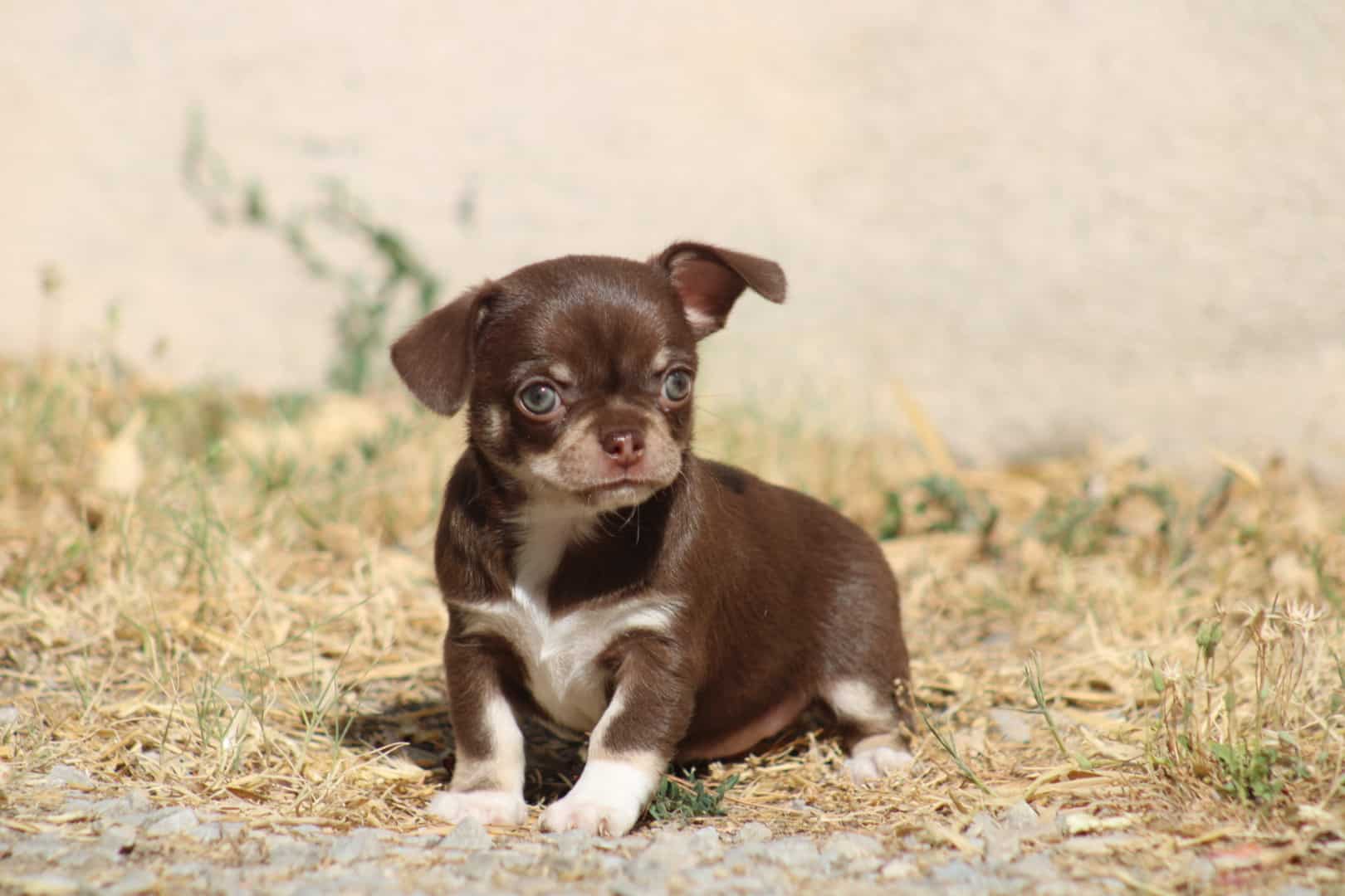 Chiot femelle chihuahua exotique chocolat tricolore