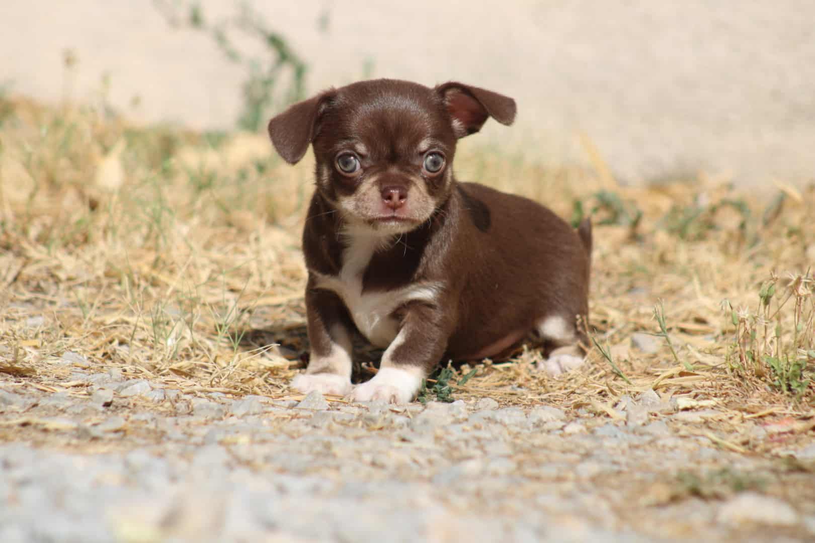 Chiot femelle chihuahua exotique chocolat tricolore