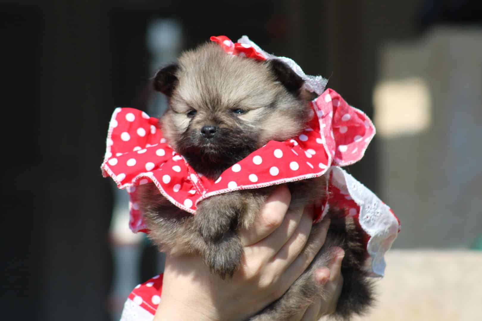 Chiot femelle spitz nain fauve charbonné avec une robe rose à coeur réservée