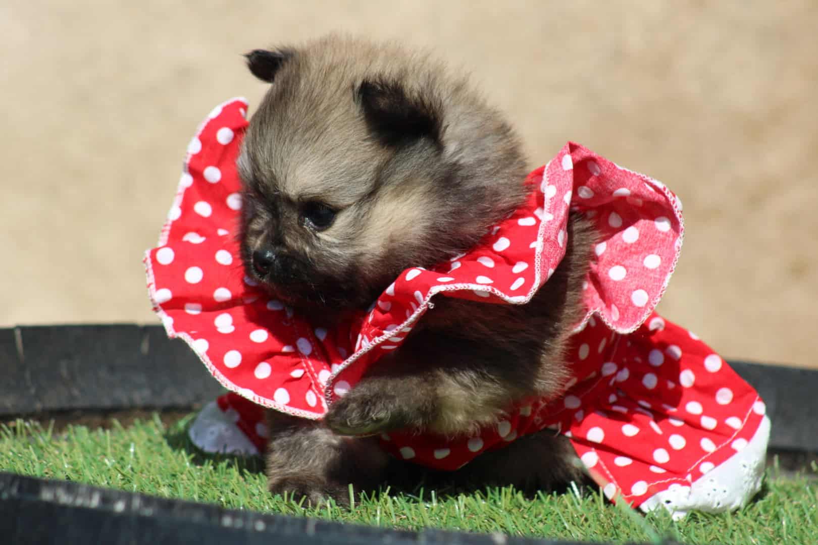 Chiot femelle spitz nain fauve charbonné disponible à la réservation - à vendre