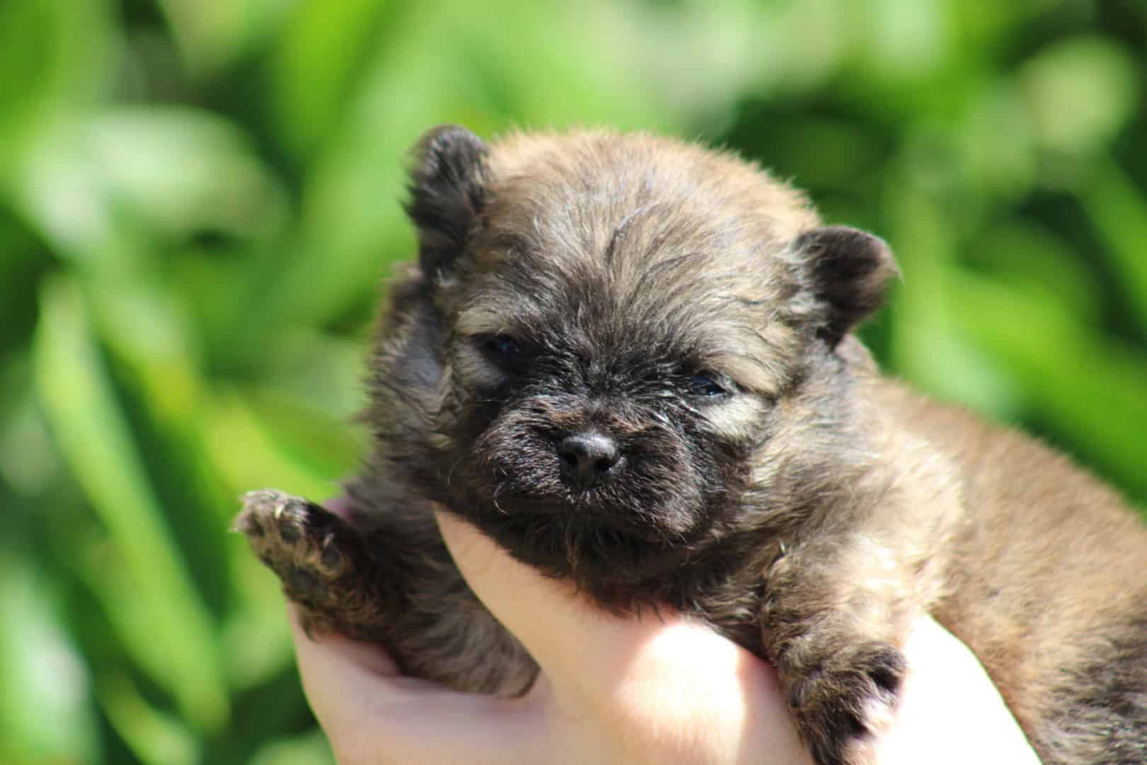 Chiot femelle spitz nain fauve charbonné disponible à la réservation - à vendre