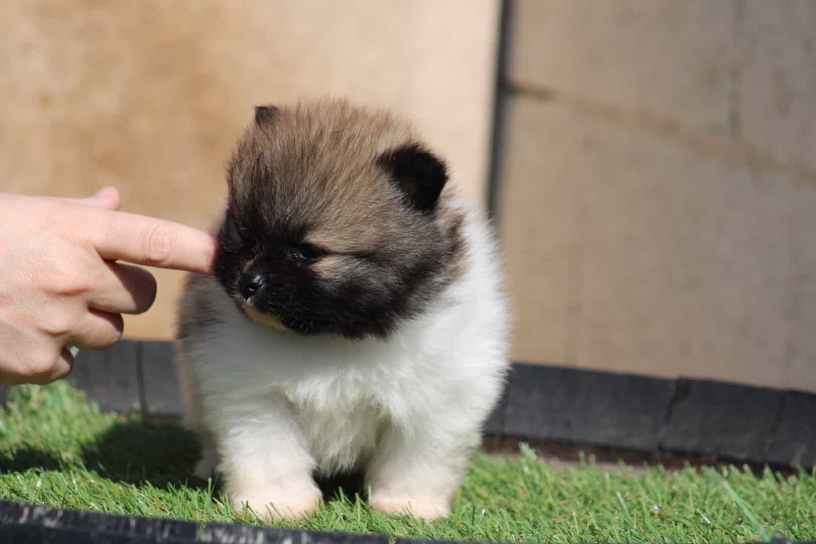 Chiot mâle spitz nain parti color pose sur du gazon synthétique disponible à la réservation