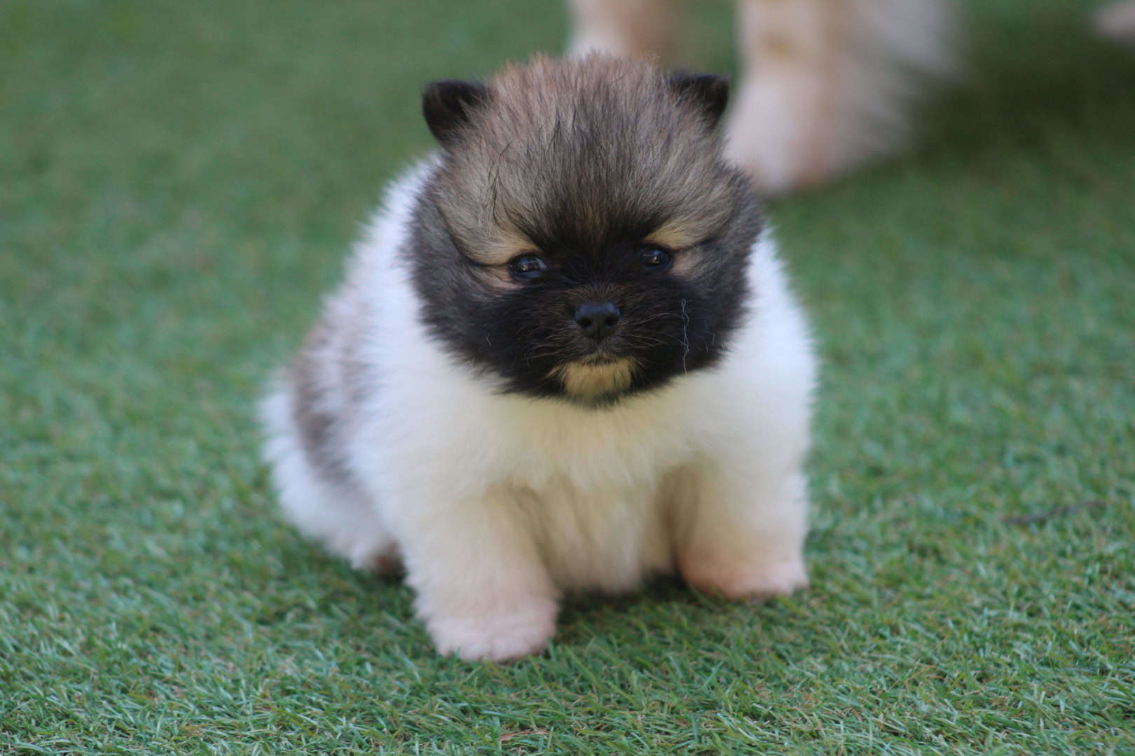 Chiot mâle spitz nain parti color tea cup à vendre en france