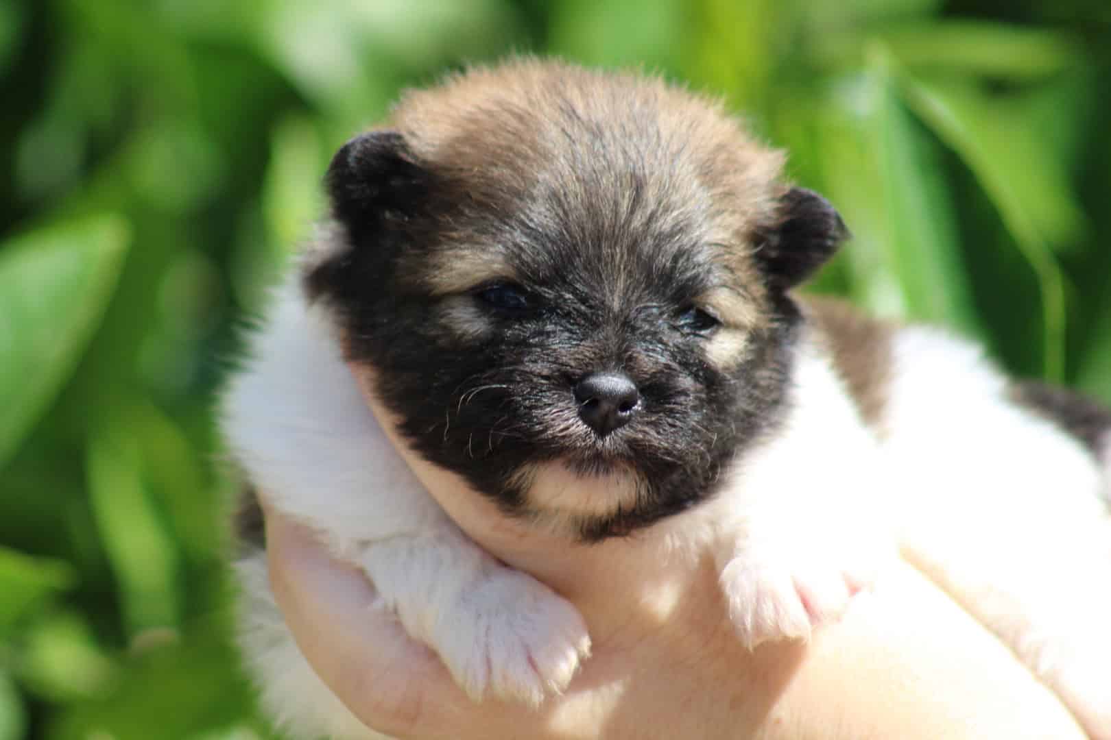 Chiot mâle spitz nain parti color bien typé fauve et blanc disponible à la réservation