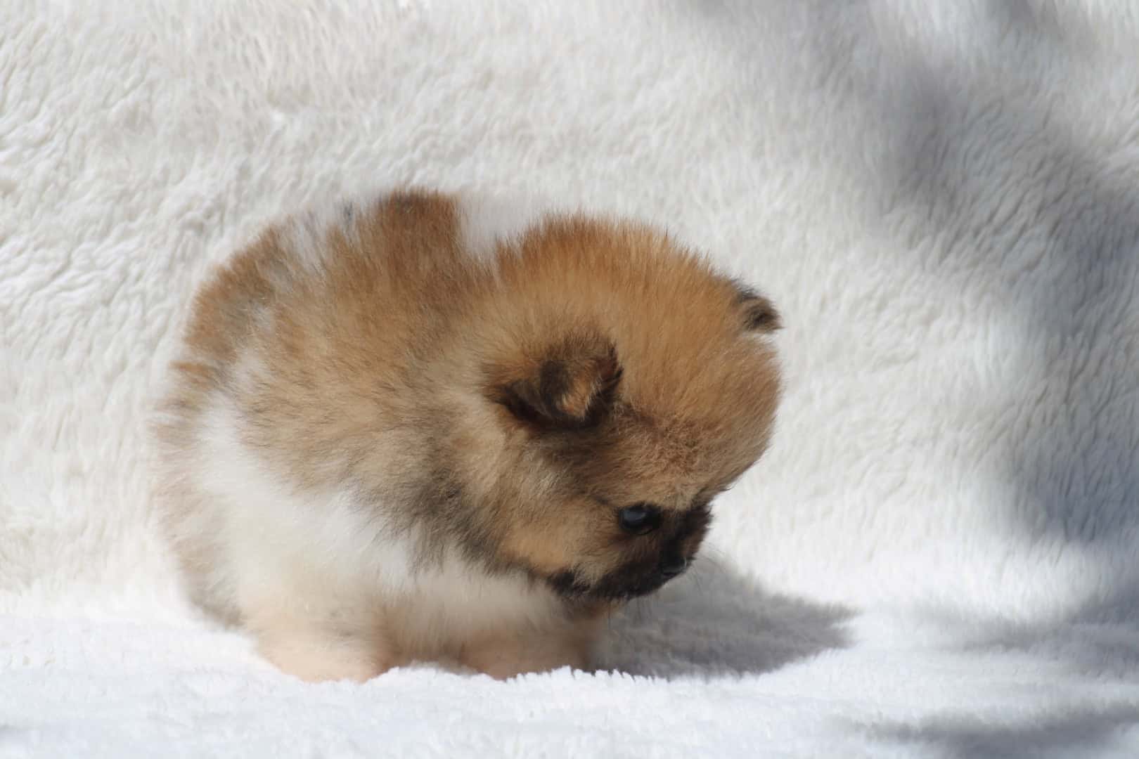 Chiot mâle spitz nain parti color à vendre ou disponible à la réservation