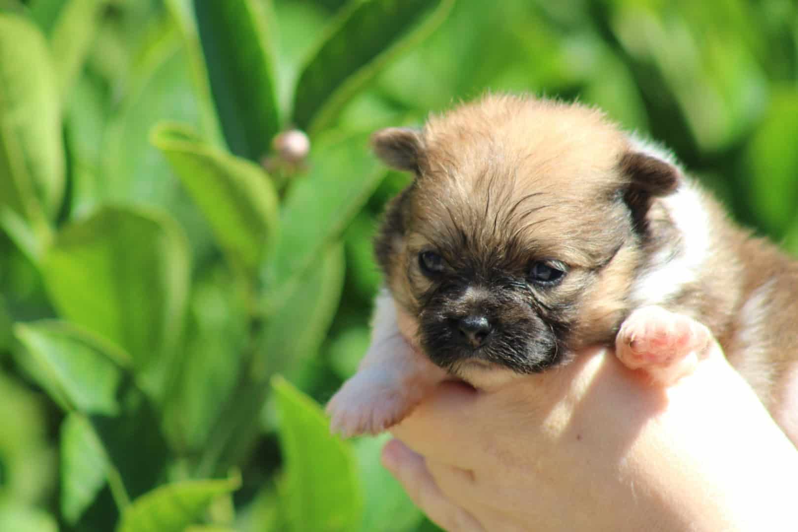 Chiot mâle spitz nain parti color bien typé fauve disponible à la réservation