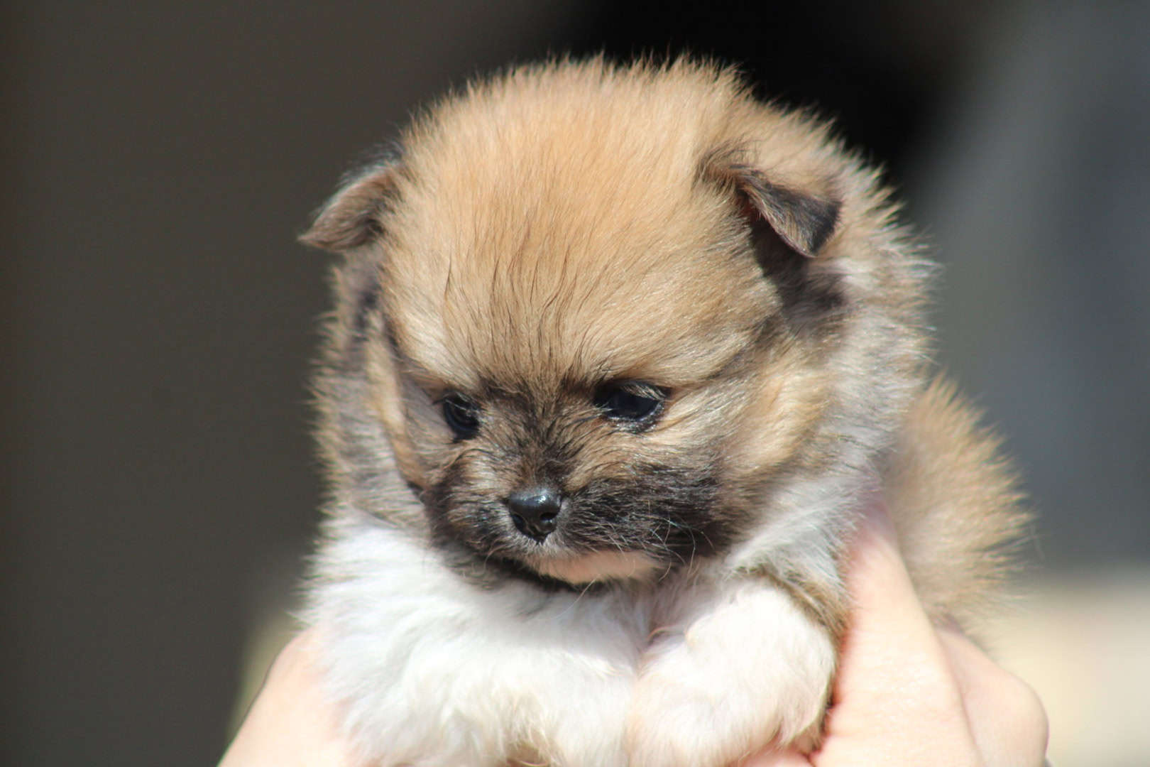 Chiot mâle spitz nain parti color boule de poil disponible à la réservation