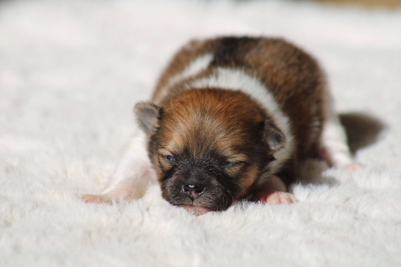 Chiot mâle spitz nain parti color de quelques jours disponible à la réservation