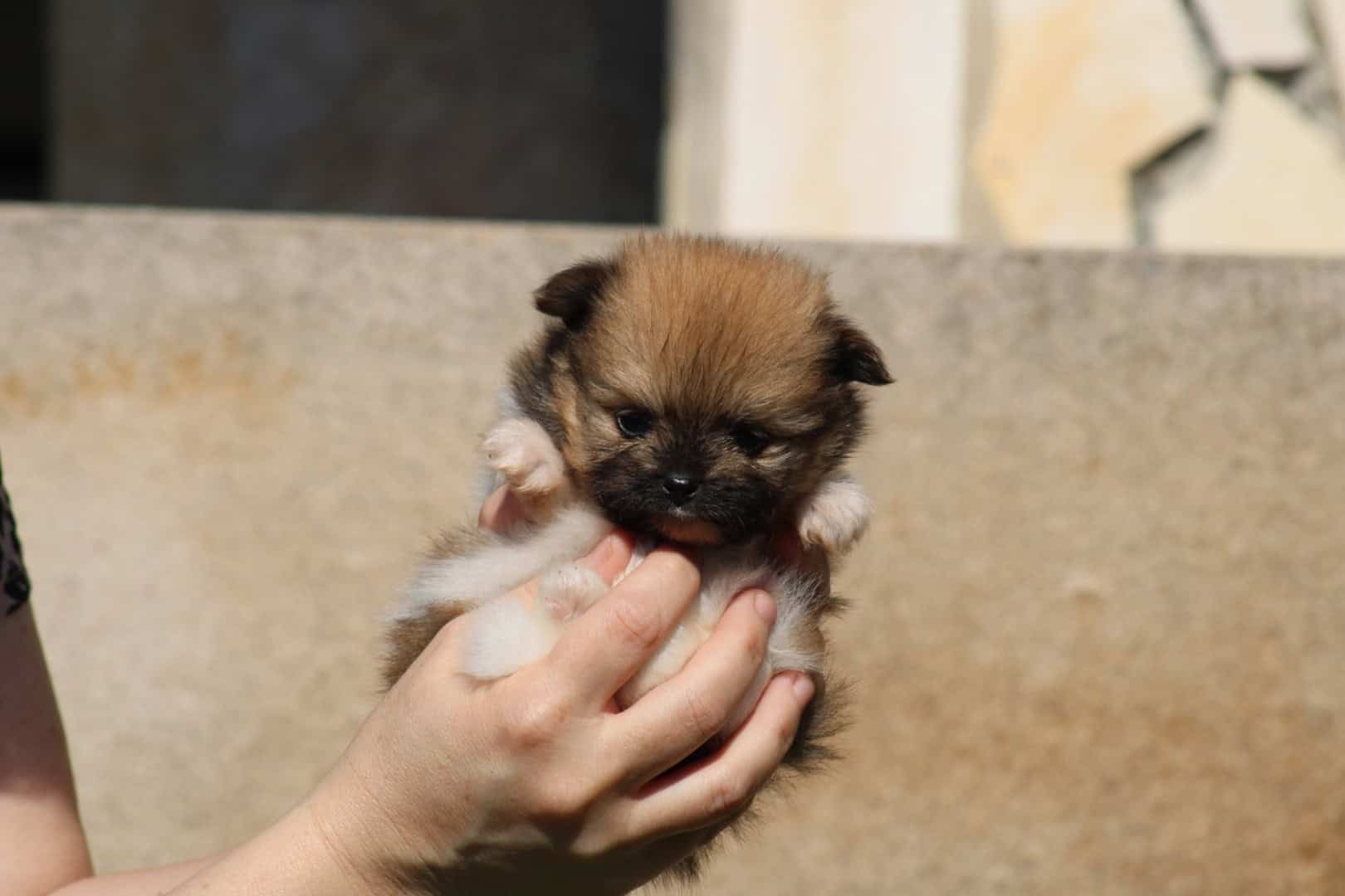 Chiot mâle spitz nain parti color petit gabarit disponible à la réservation