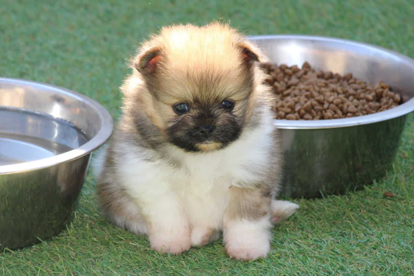 Chiot mâle spitz nain parti color tea cup disponible en france à vendre