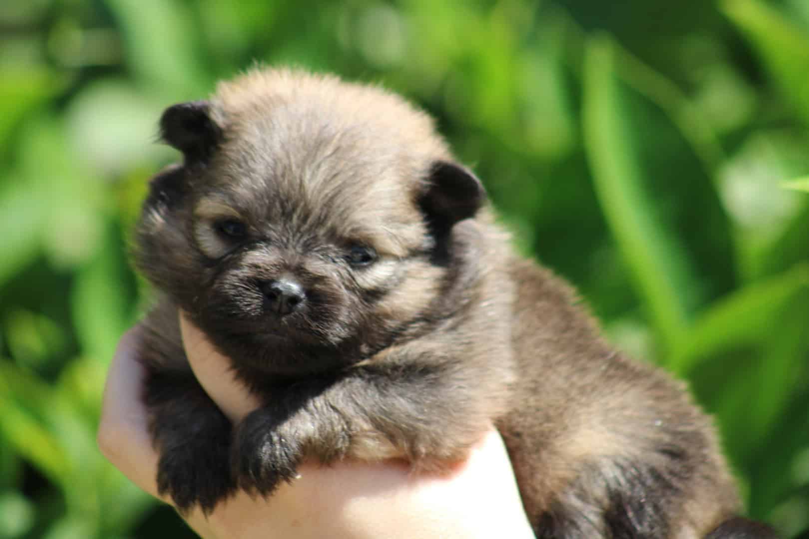 Chiot mâle spitz nain fauve charbonné bien typé petite taille à vendre