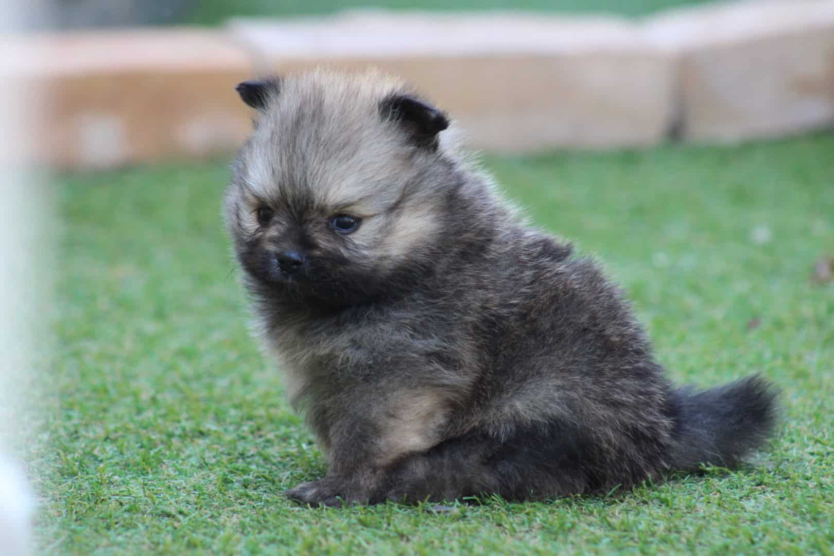 Chiot mâle spitz nain fauve charbonné disponible à la réservation pose sur du gazon synthétique