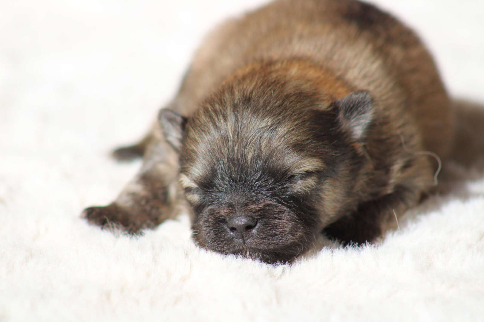 Chiot mâle spitz nain fauve charbonné poméranien dispo à la réservation