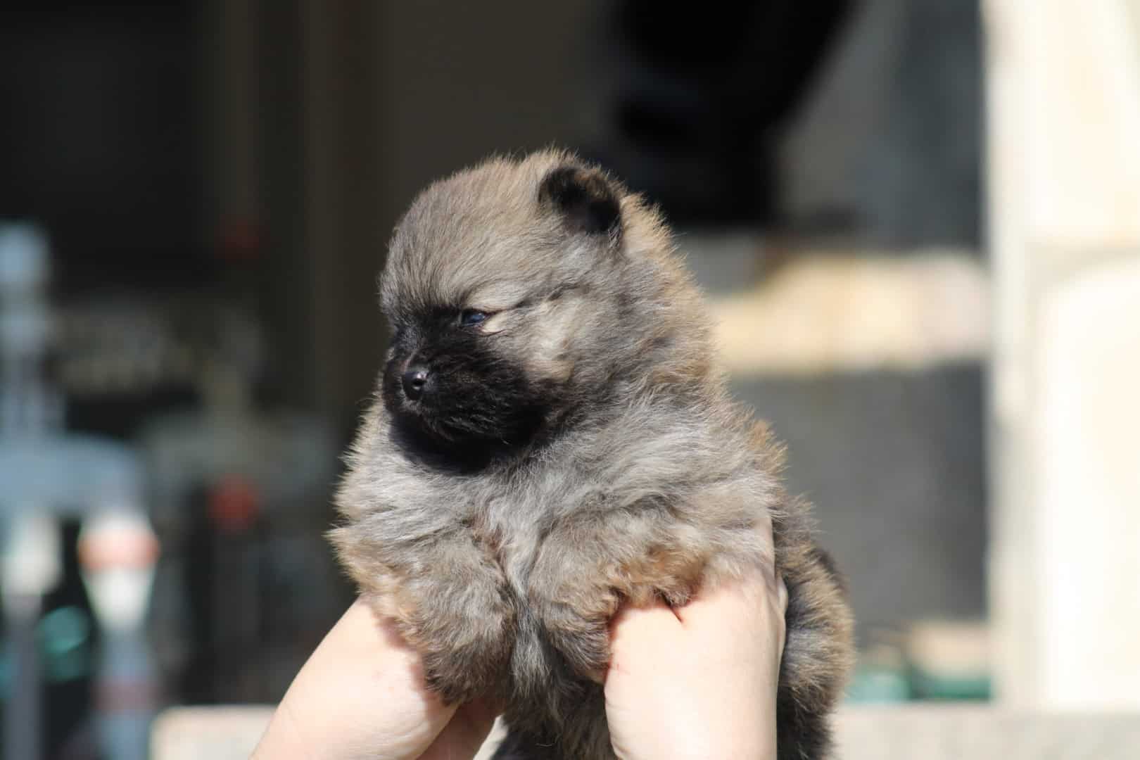 Chiot mâle spitz nain fauve charbonné petit et typé à vendre