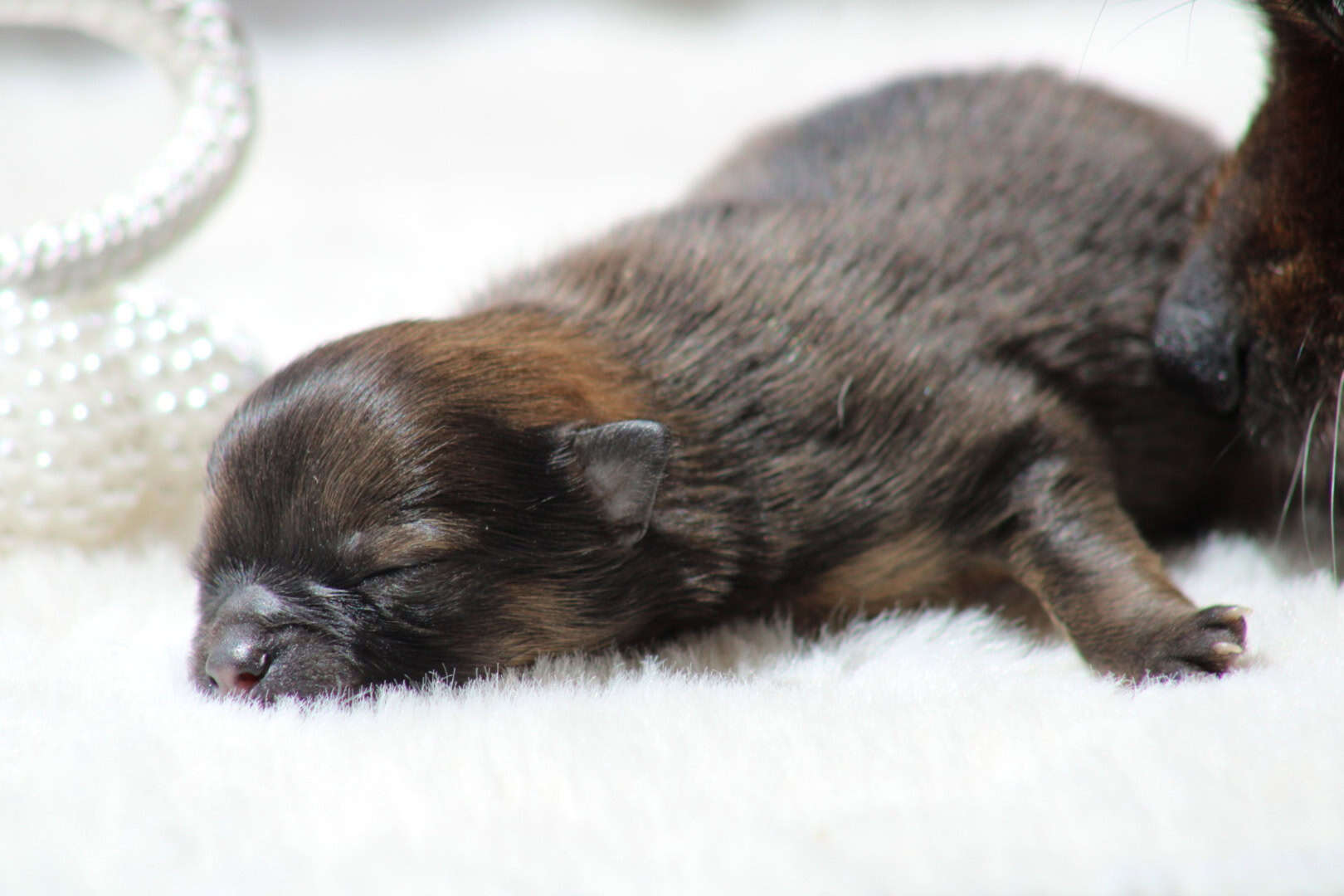 Chiot mâle spitz nain ou poméranien fauve charbonné disponible à la réservation