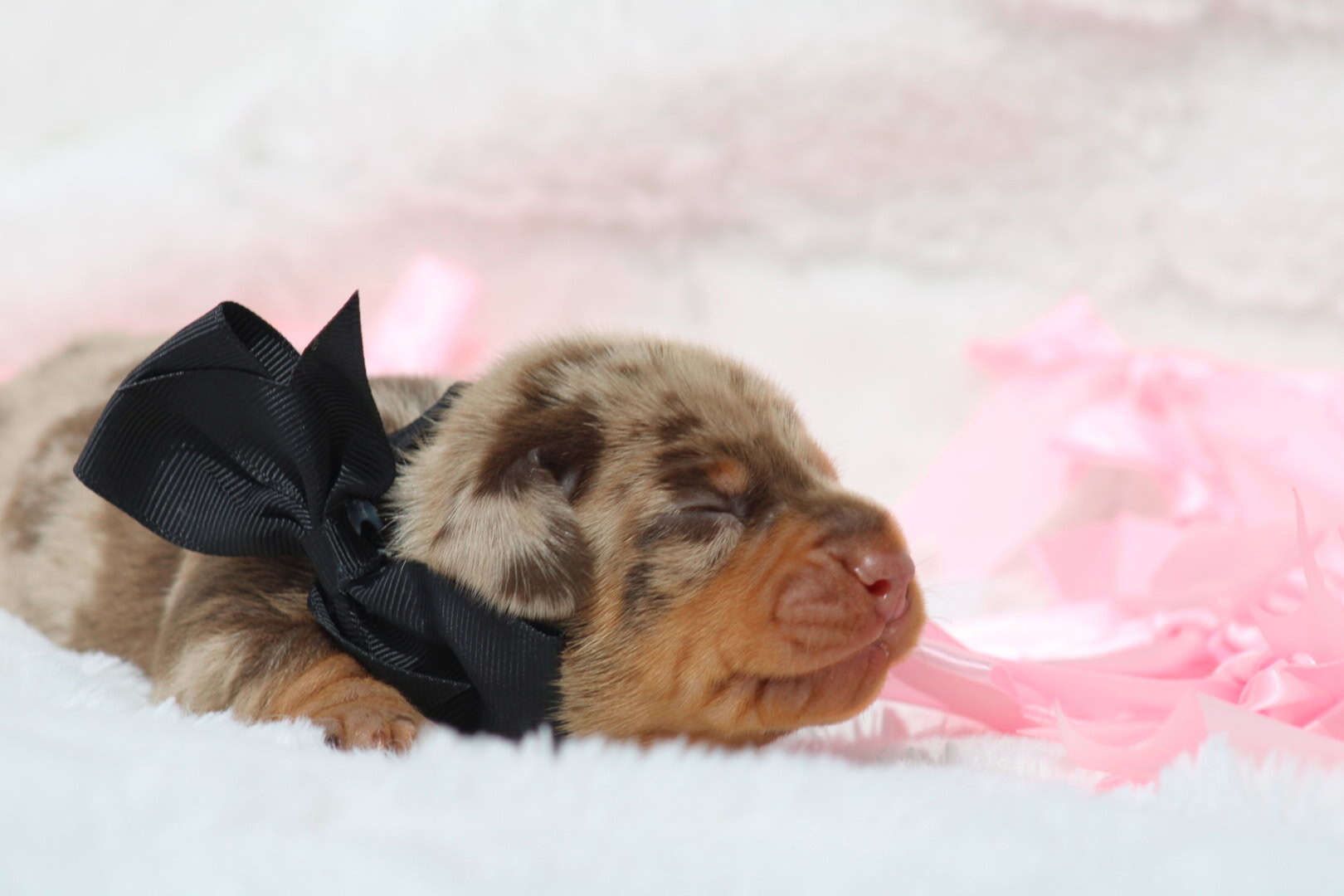 Chiot mâle teckel nain chocolat arlequin tricolore avec noeud papillon