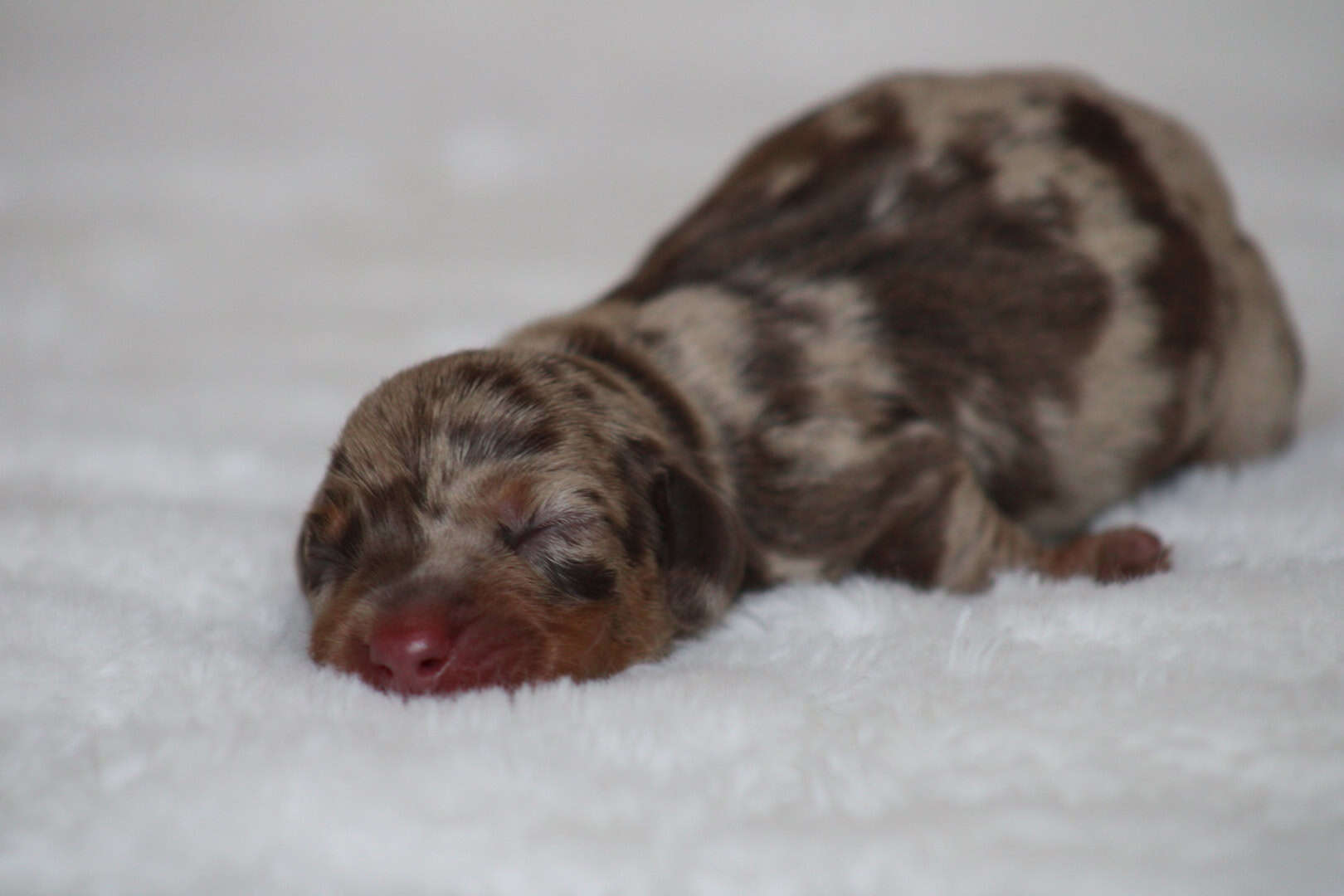 Chiot mâle teckel nain chocolat merle tricolore teckel kanichen couleurs sublimes