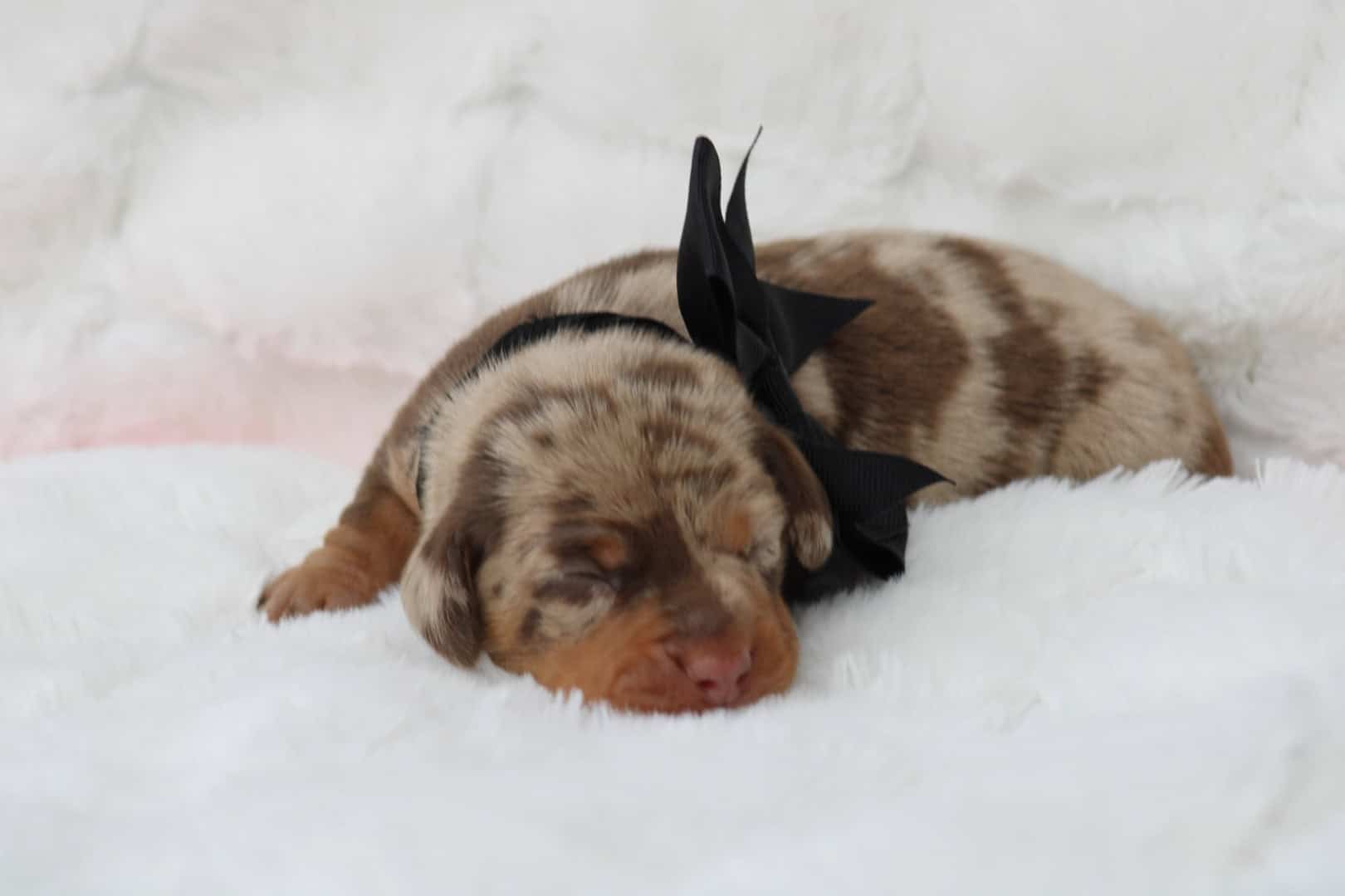 Chiot mâle teckel nain chocolat arlequin tricolore à vendre