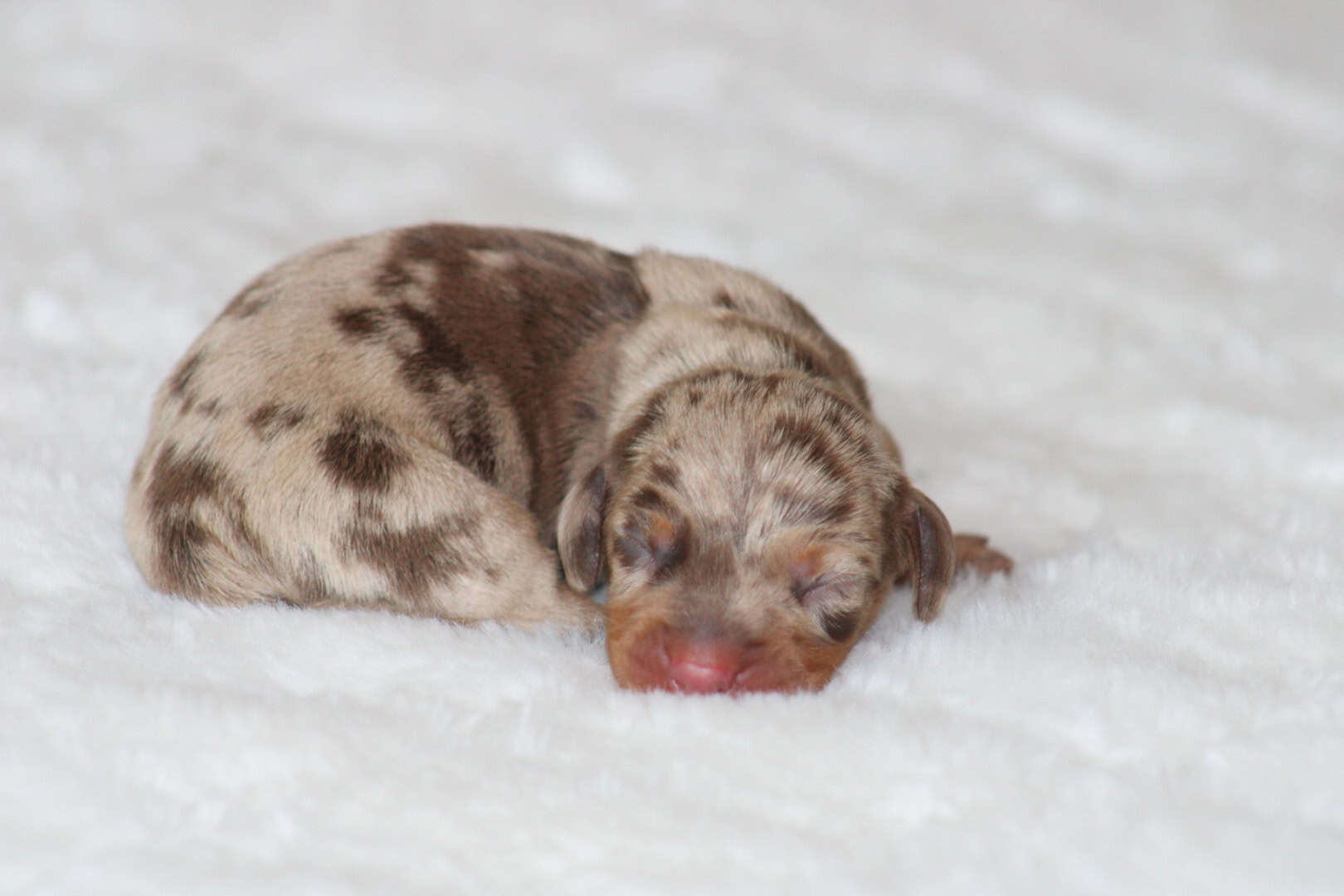 Chiot mâle teckel nain chocolat merle tricolore publicité léonardo di caprio bébé teckel kanichen