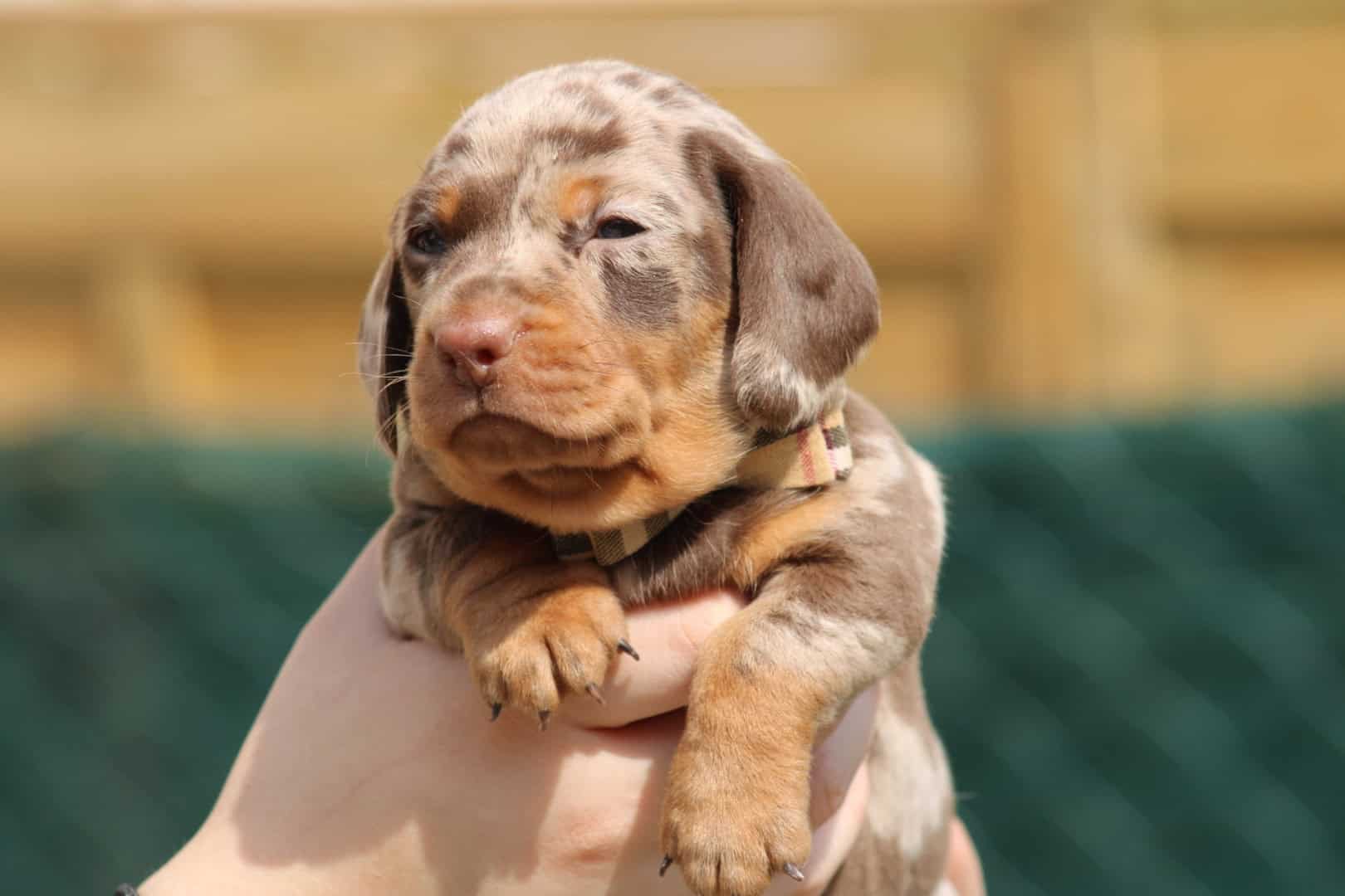 Chiot mâle teckel nain chocolat arlequin tricolore pris dans les mains