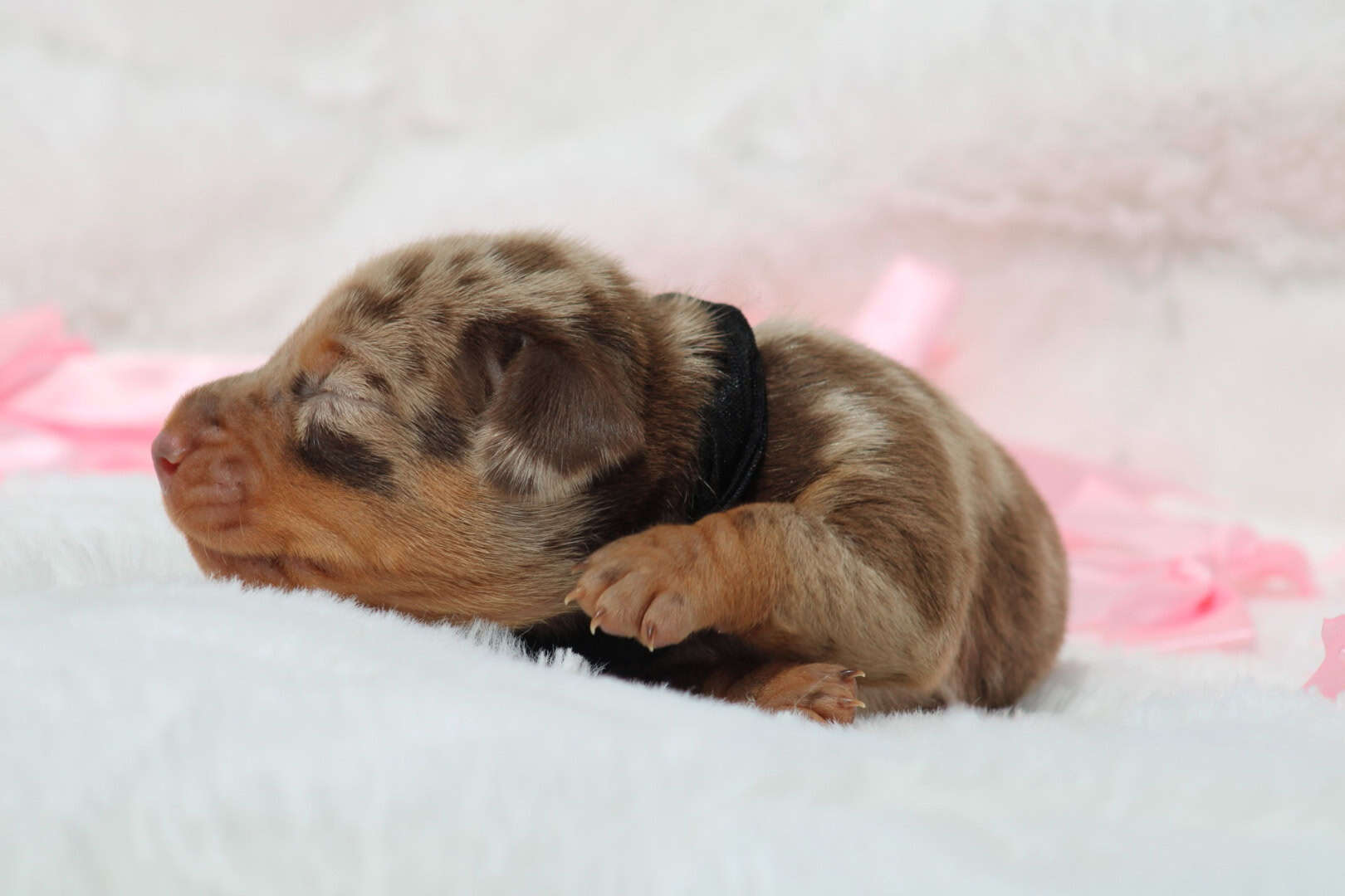 Chiot mâle teckel nain chocolat arlequin tricolore à réserver