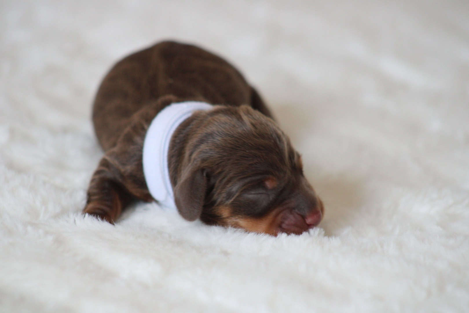 Chiot femelle teckel nain chocolat tan disponible à la réservation - à vendre